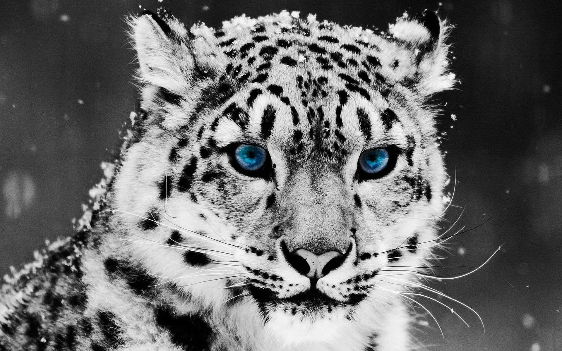 1920x1200 Pink Cheetah Wallpaper