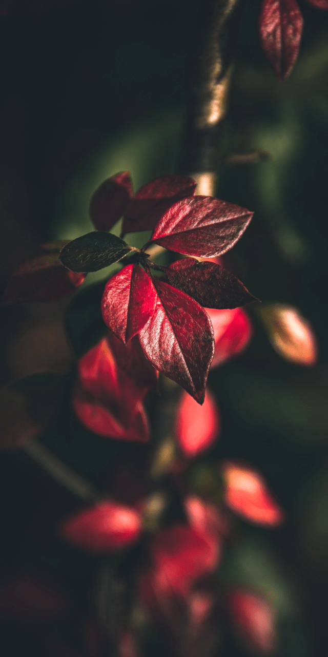 640x1280 art, background, beautiful, beauty, design, drops, fashion, fashionable, flowers, inspiration, lady, leaves, luxury, nature, pastel, pretty, soft, style, wallpaper, wallpaper, woman, cute, fleurs
