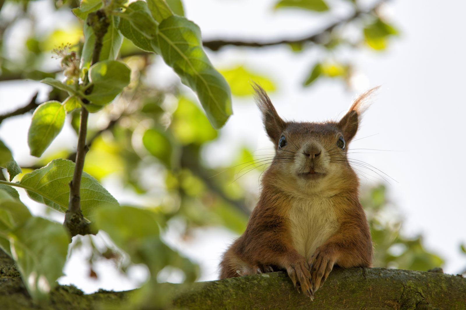 1600x1066 Nature Outdoors Animal Cute Leaves Wildlife Tree Wallpaper.com. Best High Quality Wallpaper