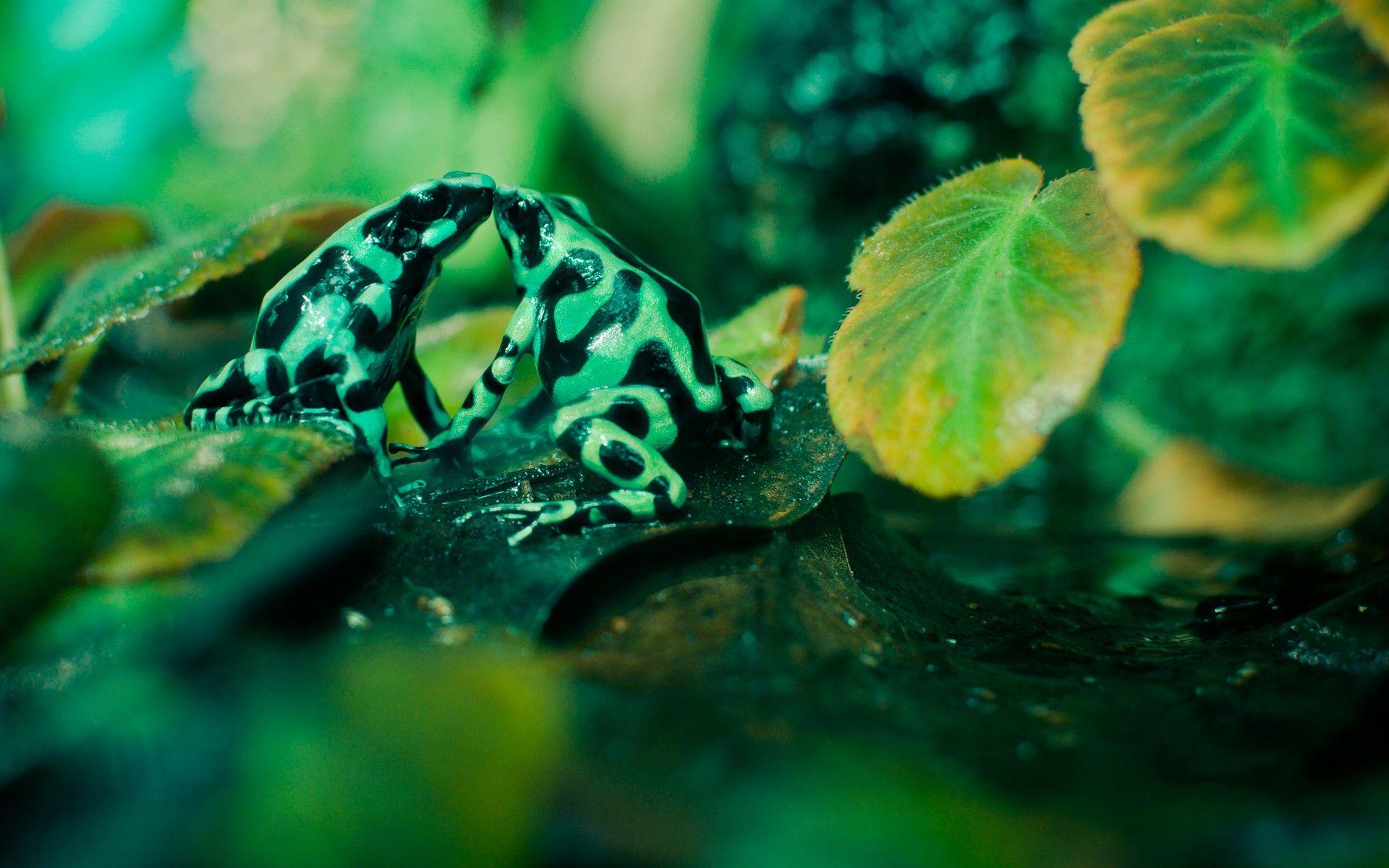 1920x1200 animals, Frog, Amphibian, Poison Dart Frogs Wallpaper HD / Desktop and Mobile Background