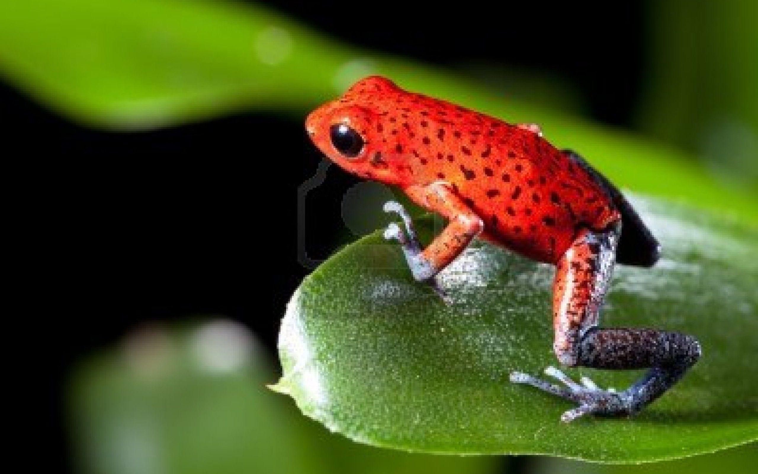 2560x1600 Red frog background wallpaper Background. Strawberry poison dart frog, Poison dart frogs, Dart frog