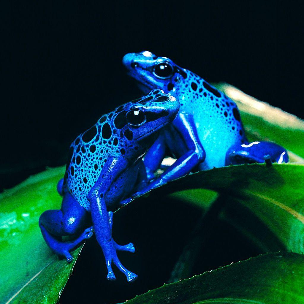 1024x1024 Frogs & Friends. Frog wallpaper, Frog picture, Dart frog
