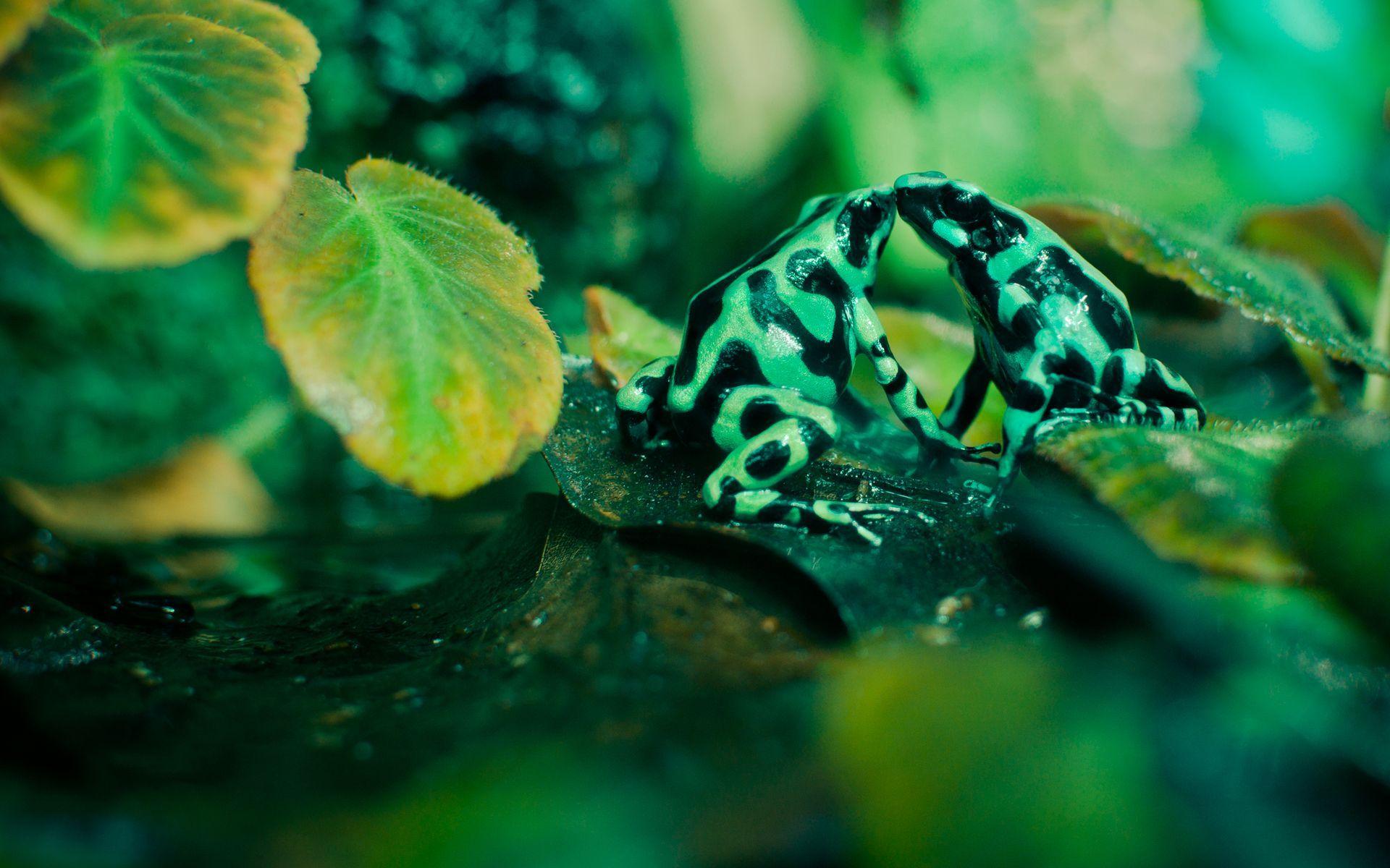 1920x1200 dart frogs. Poison dart frogs 1920x1200 Animal Wallpaper - 珍しい写真, 動物, 野生動物