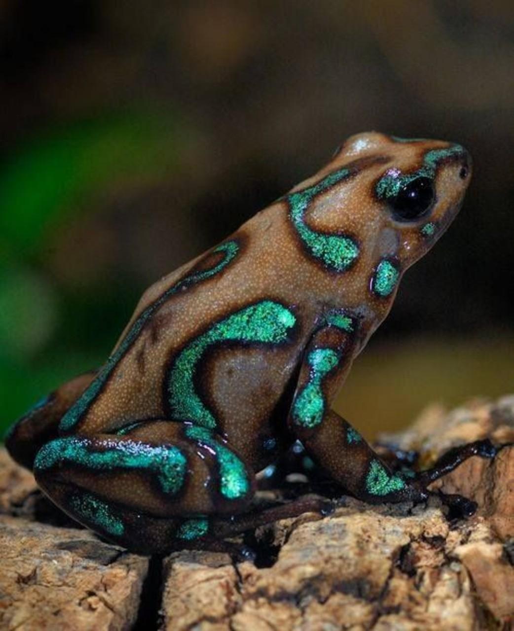 1042x1280 Poison Frog Wallpaper for Android