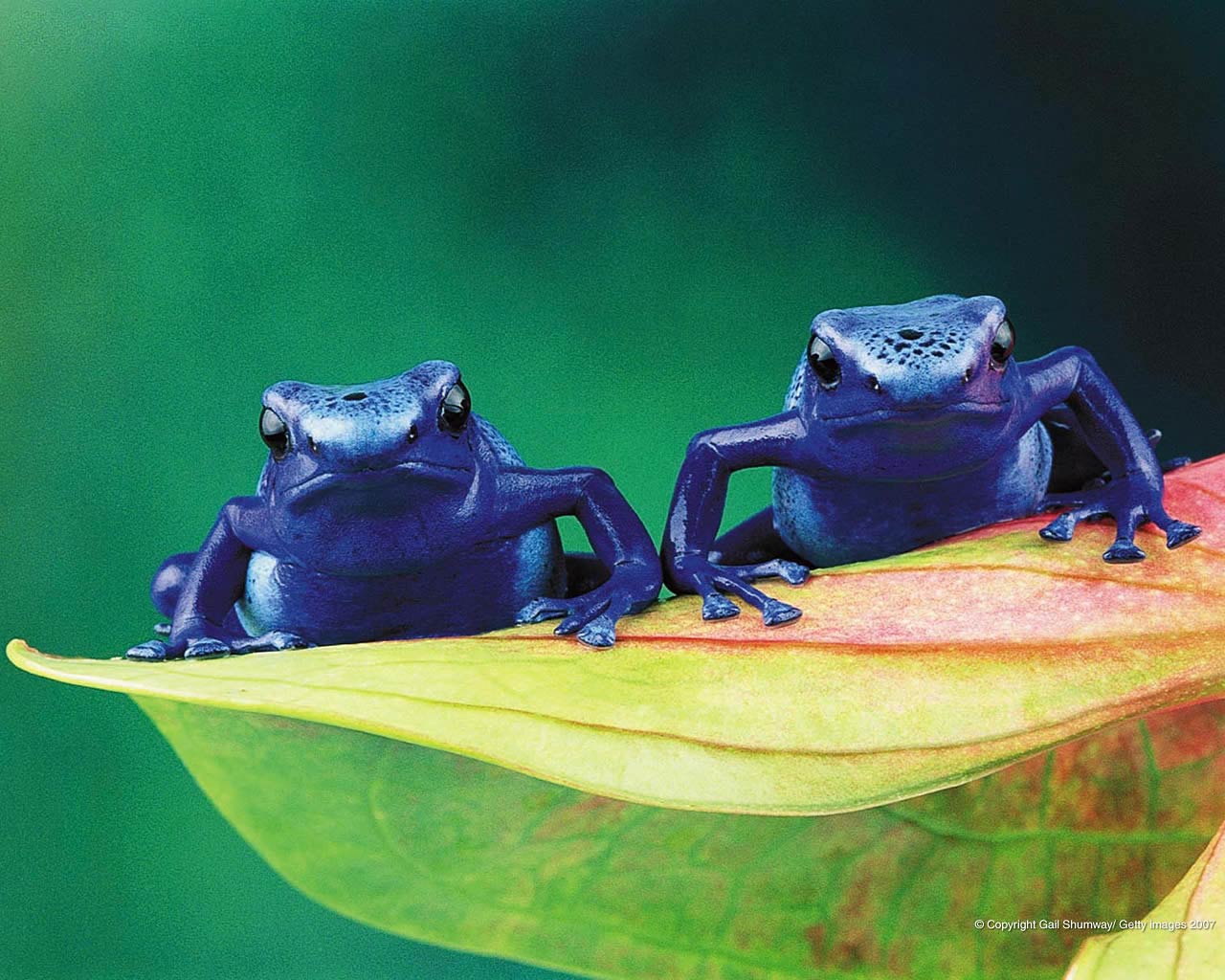 1280x1024 Free Poison Dart Frog Wallpaper