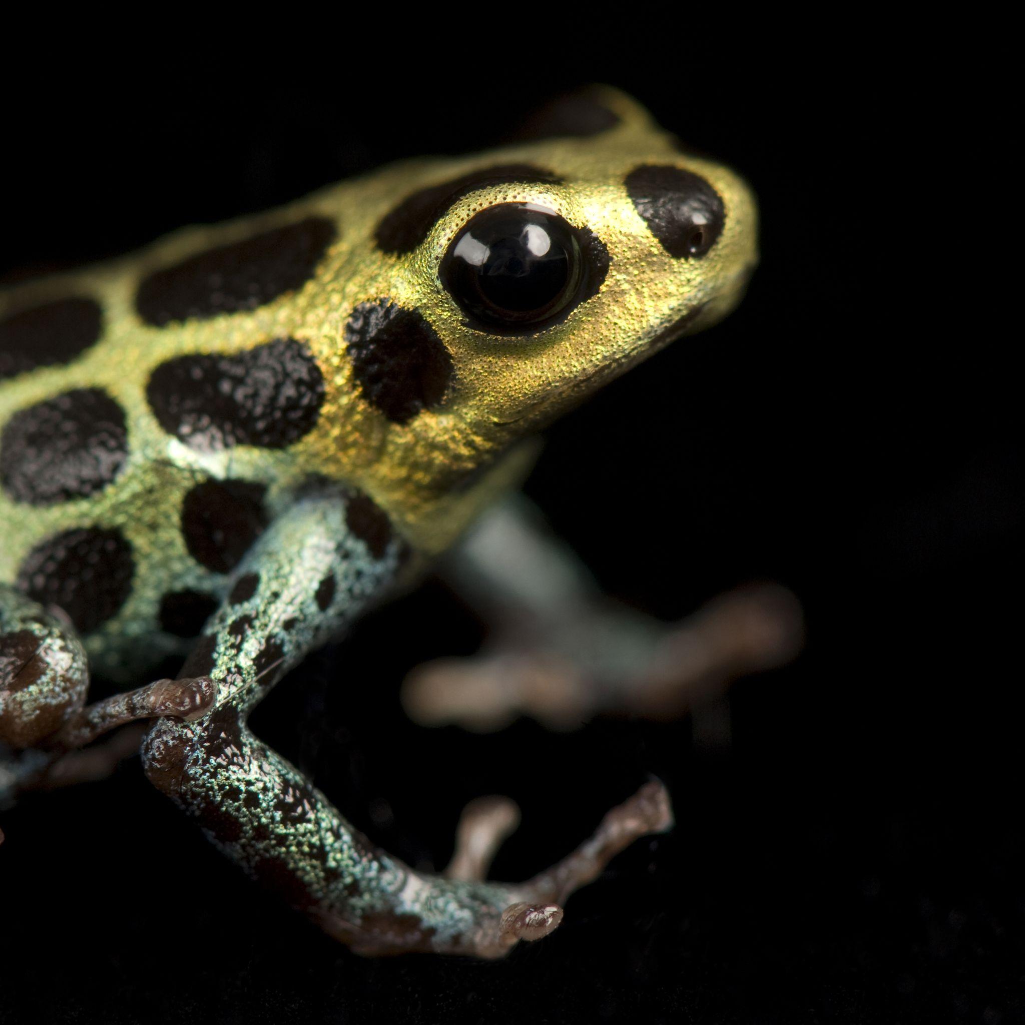 2048x2048 Poison Dart Frogs