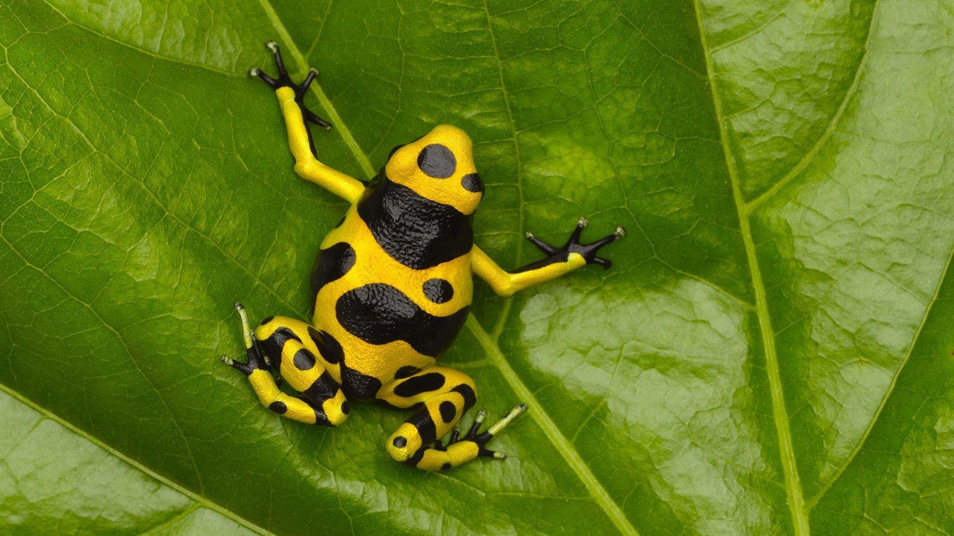 1920x1080 frog, Nature, Amphibian, Poison Dart Frogs Wallpaper HD / Desktop and Mobile Background