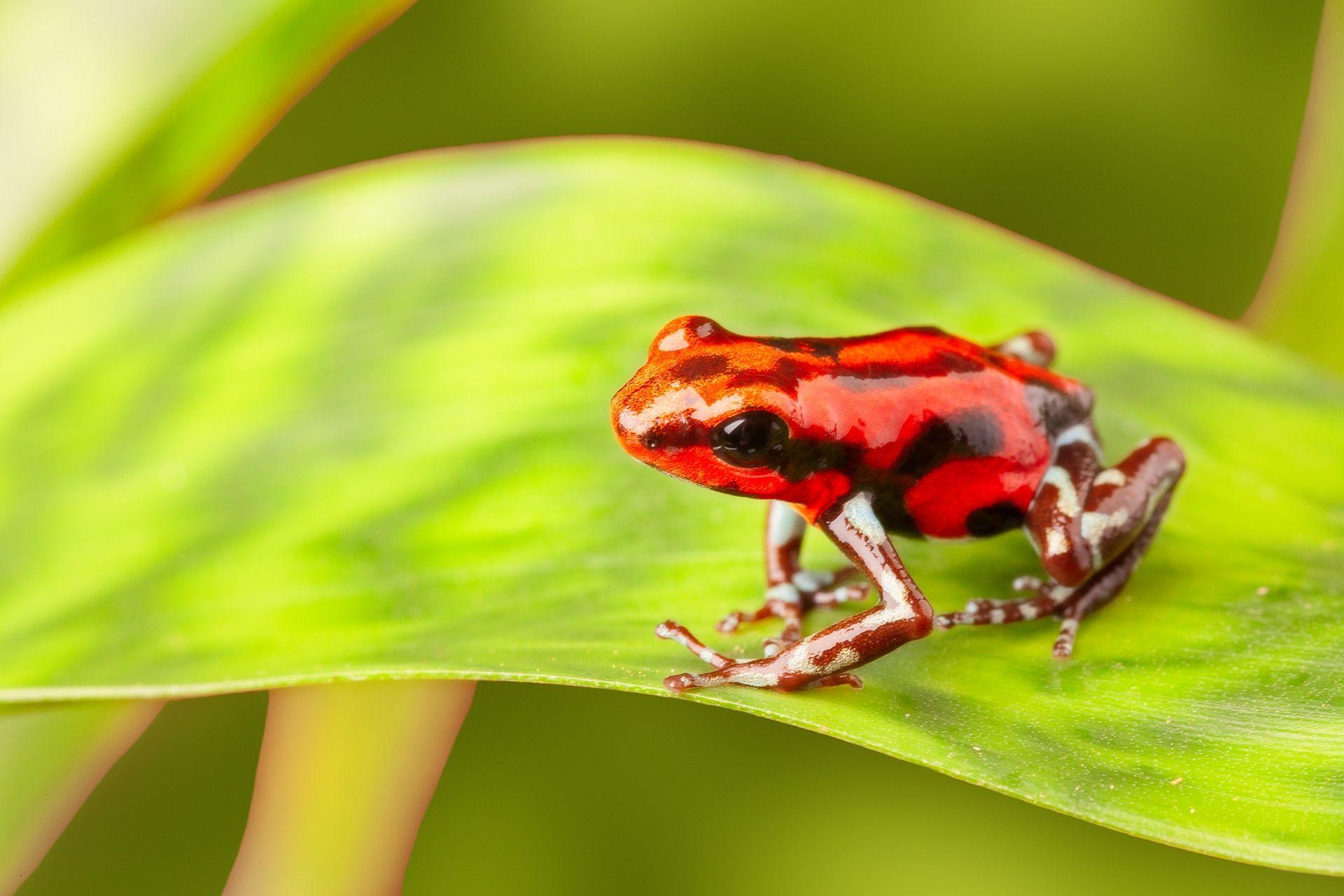 1920x1280 Title Animal Poison Dart Frog Frogs Wallpaper Poison Dart Frog HD Wallpaper