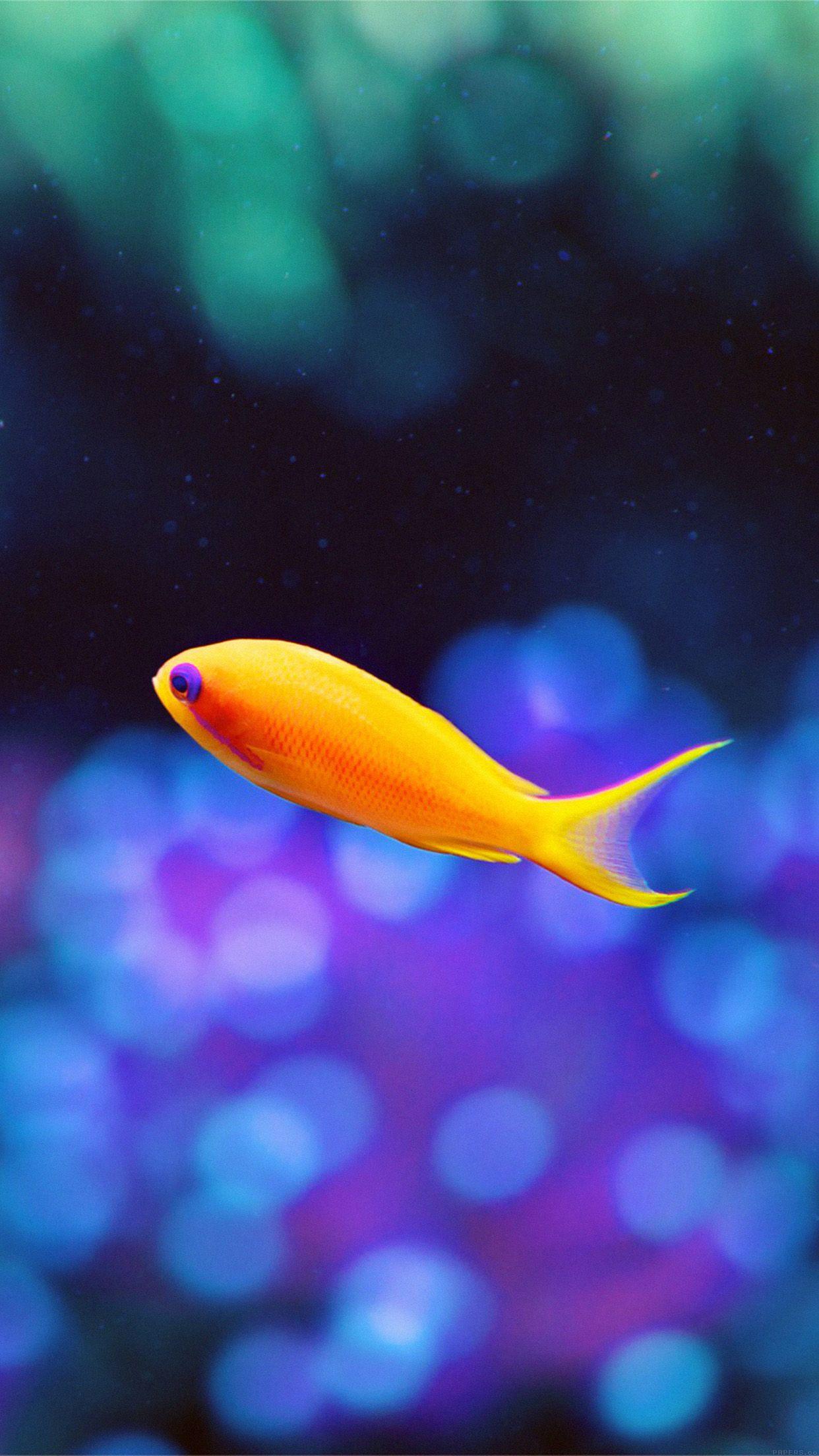 1242x2208 Cute Fish Nemo Ocean Sea Animal Nature