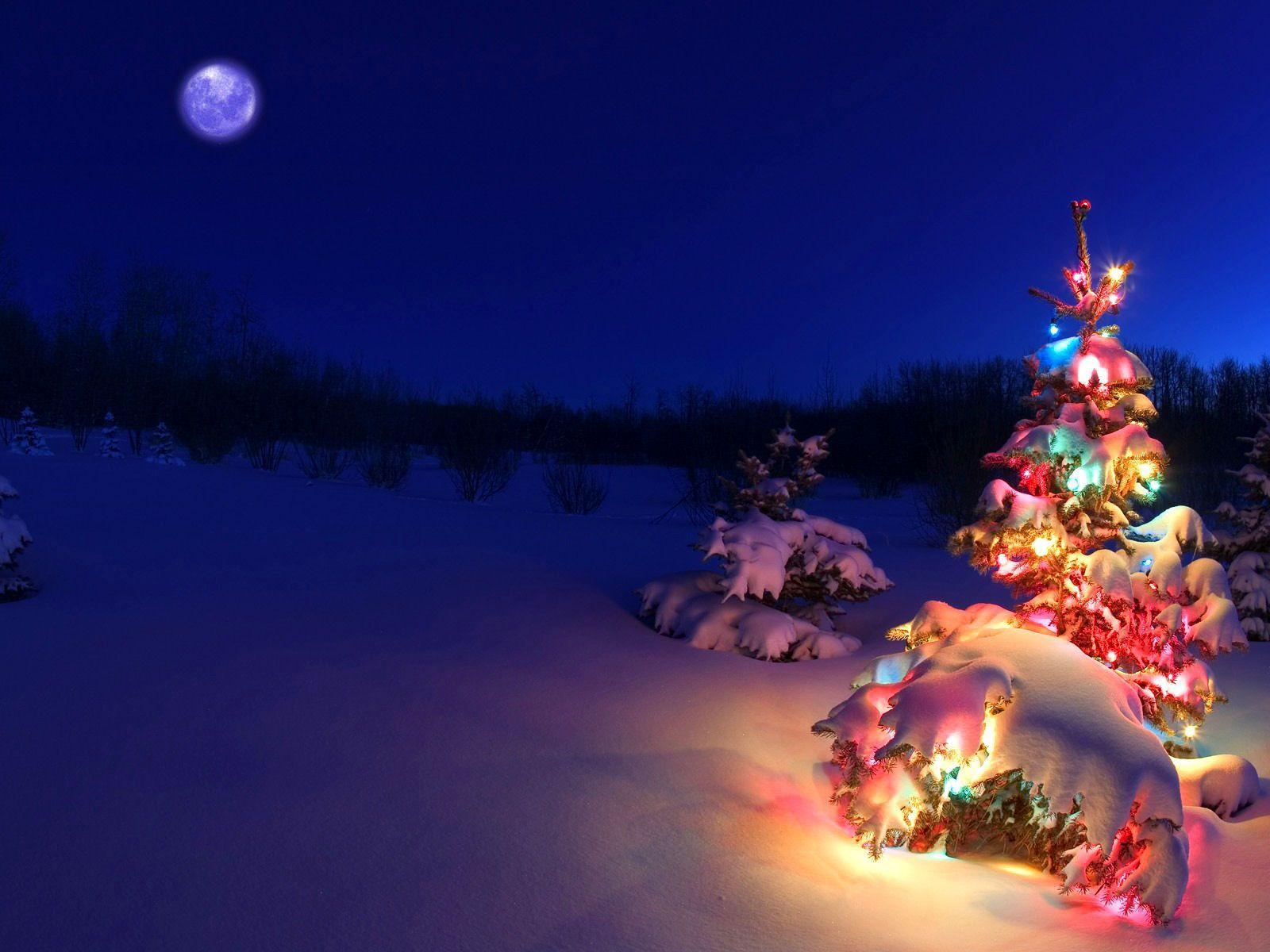Bạn đang tìm kiếm một hình nền Giáng Sinh đầy tuyết và lấp lánh? Hãy xem qua những hình nền cây thông tuyết Giáng Sinh đẹp mắt này. Hình nền cây thông tuyết sẽ cho bạn cảm giác thật yên bình, tĩnh lặng và ấm áp. Hãy tải xuống ngay những hình ảnh này và thăng hoa cảm xúc trong mùa đông này.