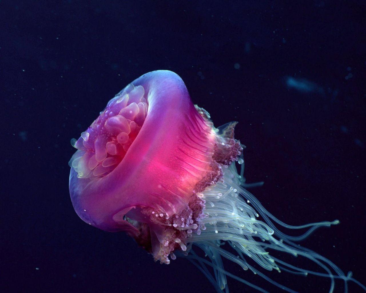 1280x1024 Download Free Beautiful life Under the sea Wallpaper 2011. Google Adsense A 2 Z New Tricks