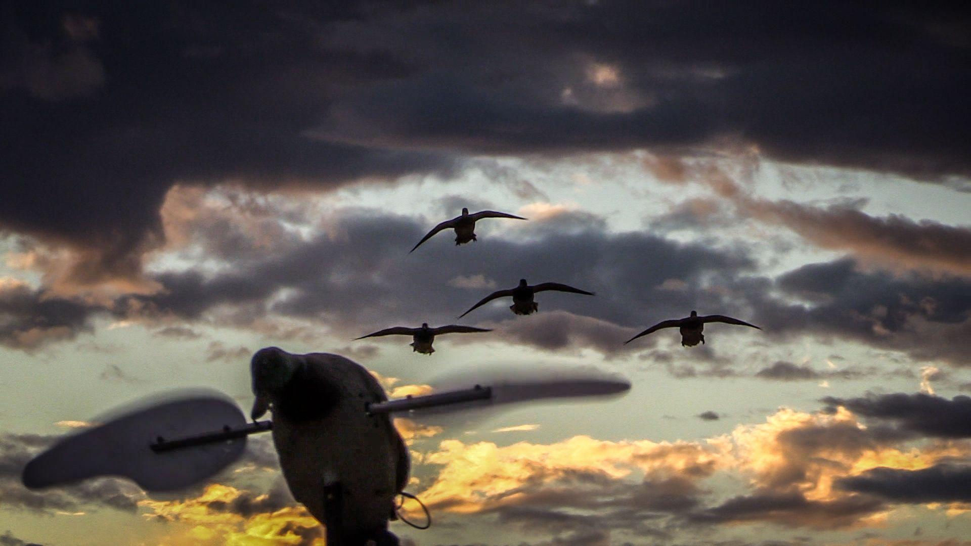 1920x1080 Duck Hunting HD Wallpaper