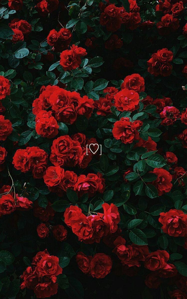 750x1200 Free download Makeup and Age in 2020 Flower iphone wallpaper Red roses [750x1200] for your Desktop, Mobile & Tablet. Explore Red Roses Aesthetic Wallpaper. Red Roses Aesthetic Wallpaper, Red