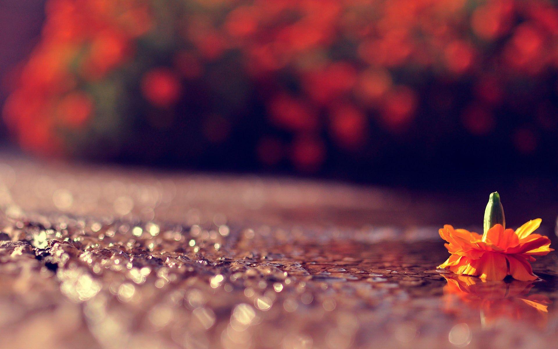 1920x1200 Flowers on the pavement aesthetic desktop wallpaper