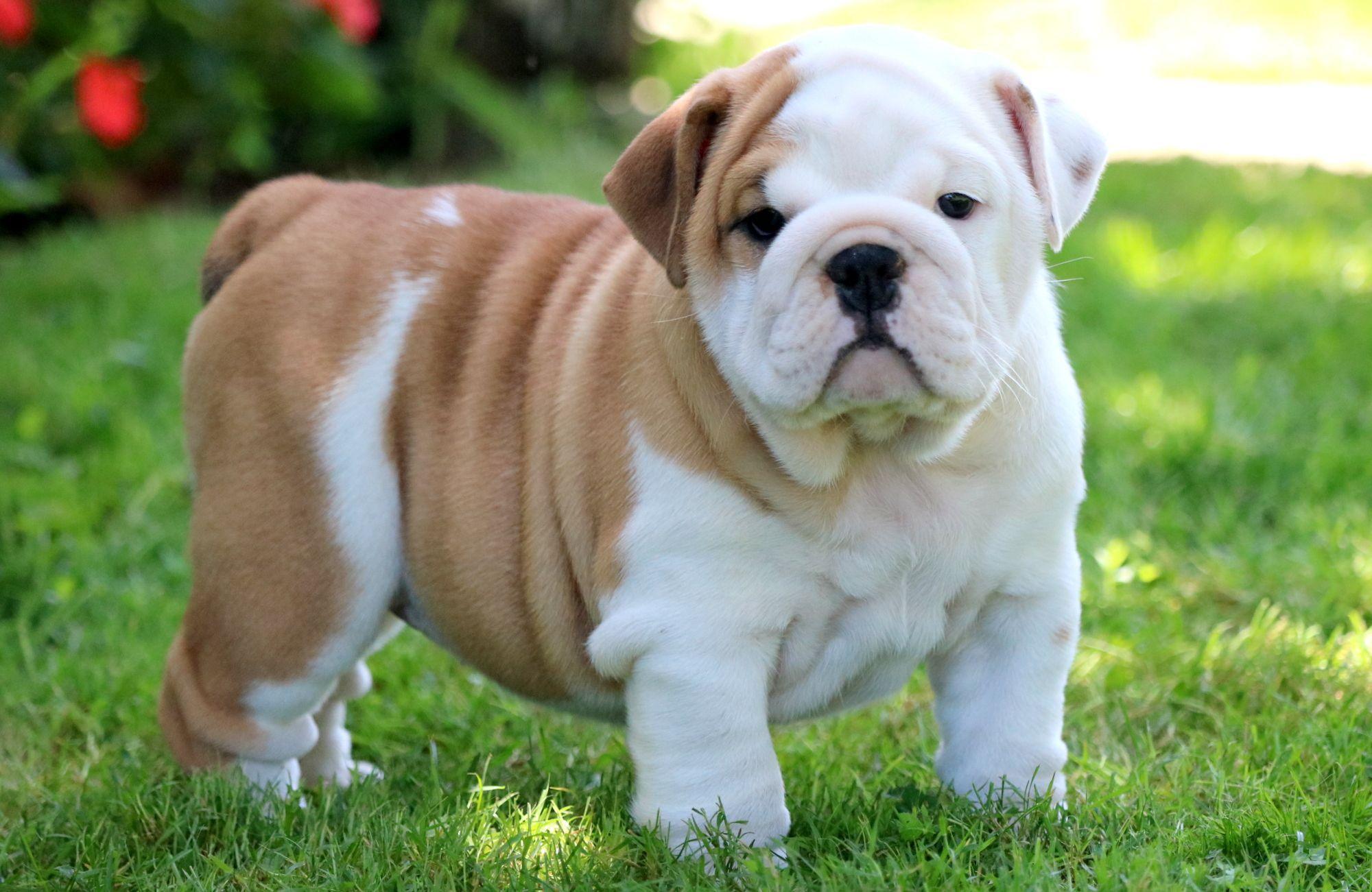 English Baby Bulldog Wallpapers - Top Free English Baby Bulldog