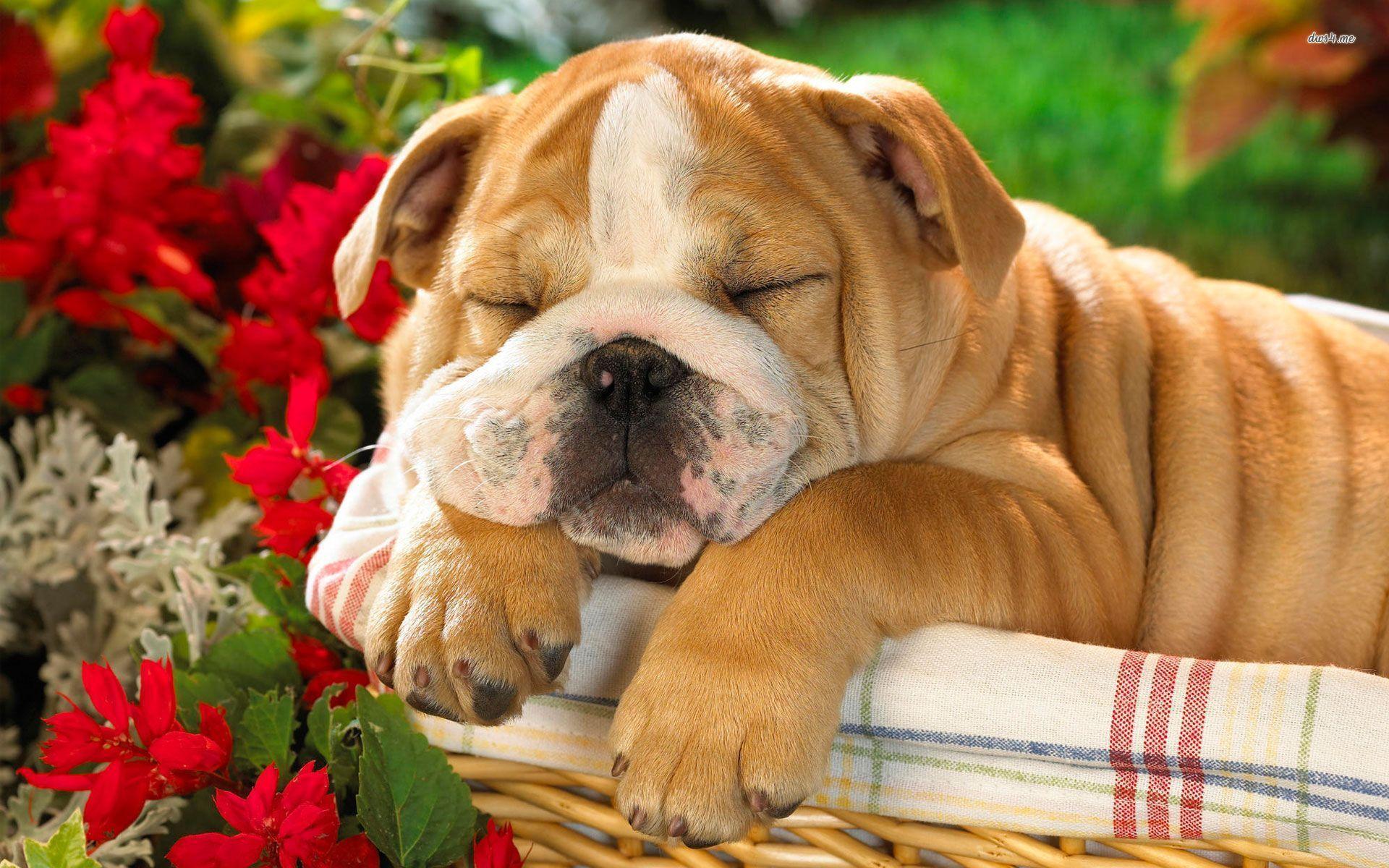 1920x1200 Puppy Bulldog Wallpaper Picture