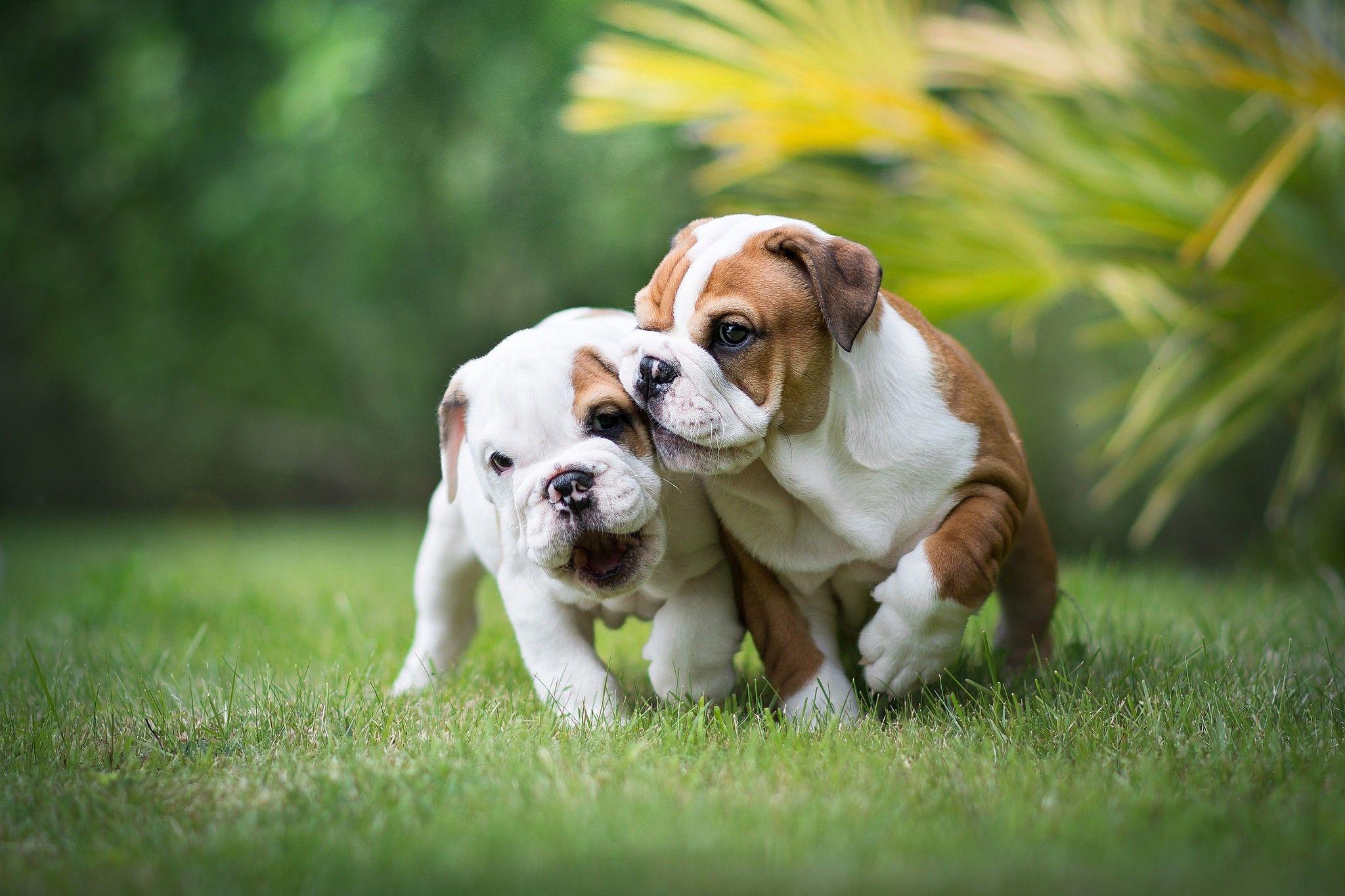 2048x1365 Funny English bulldog puppy wallpaper. Sight. Grass