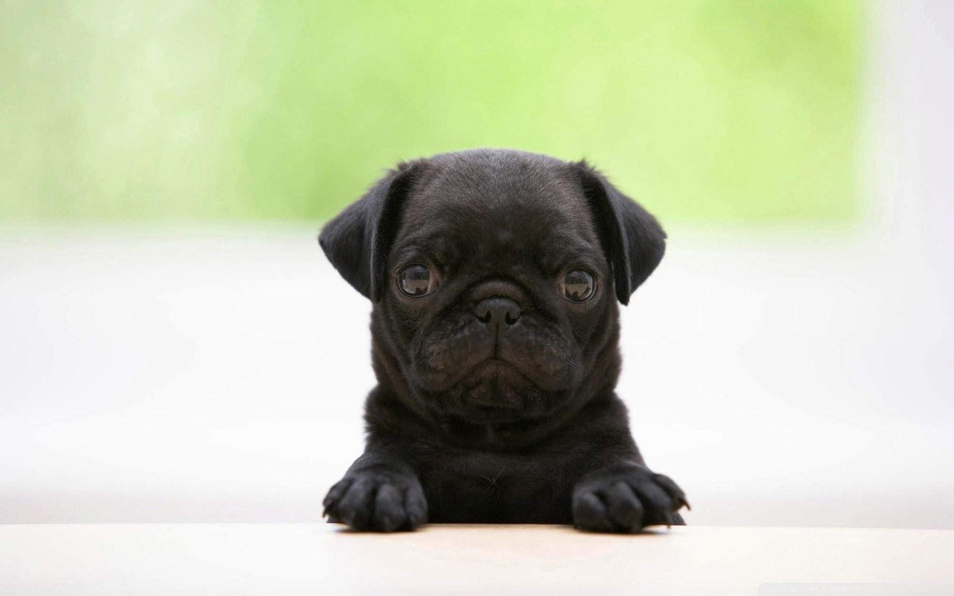 1920x1200 Pug Puppies Wallpaper 1920x1200 px