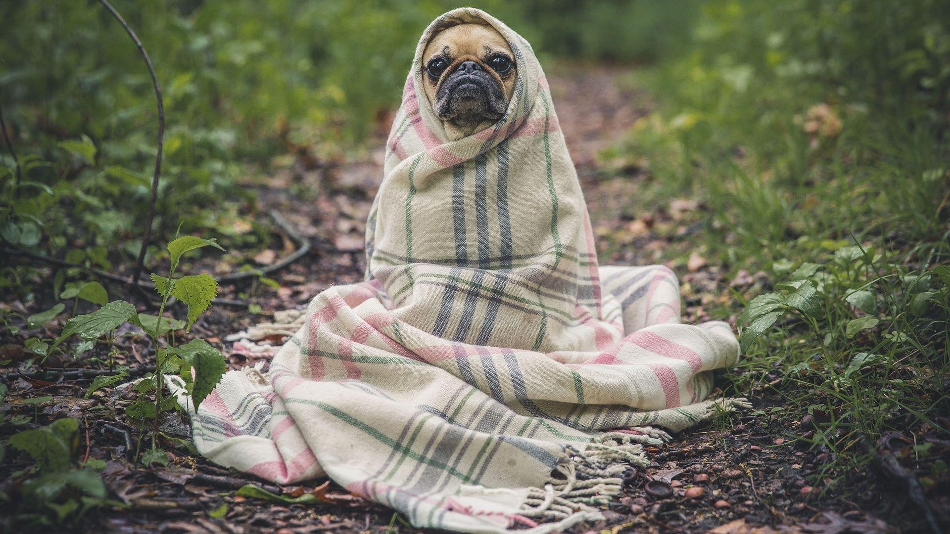 1920x1080 Cute Pug Wallpaper