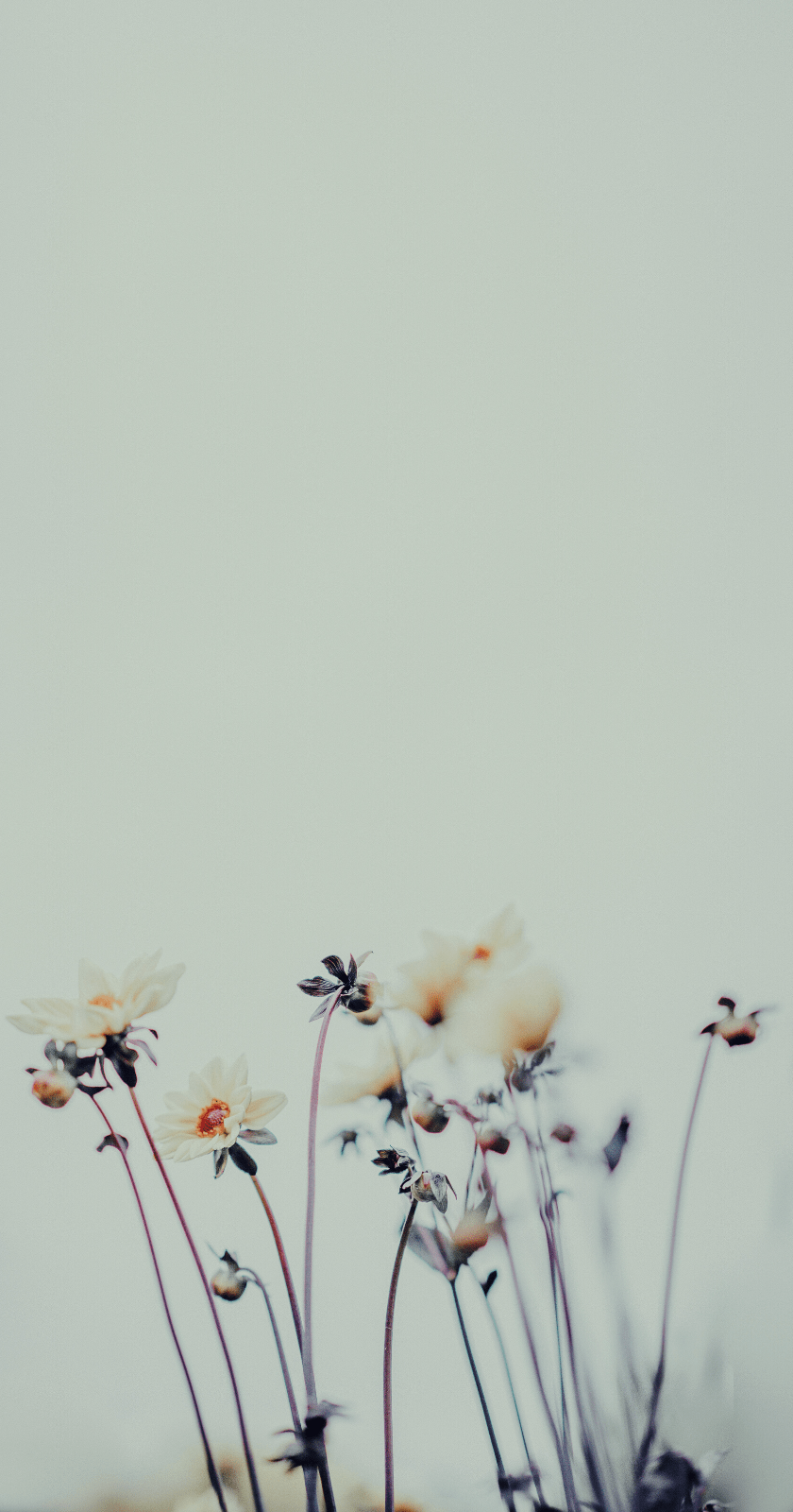 840x1600 Wallpaper for iPhone. best floral wallpaper from tumblr. Floral wallpaper, Pink wallpaper iphone, Beautiful flowers wallpaper