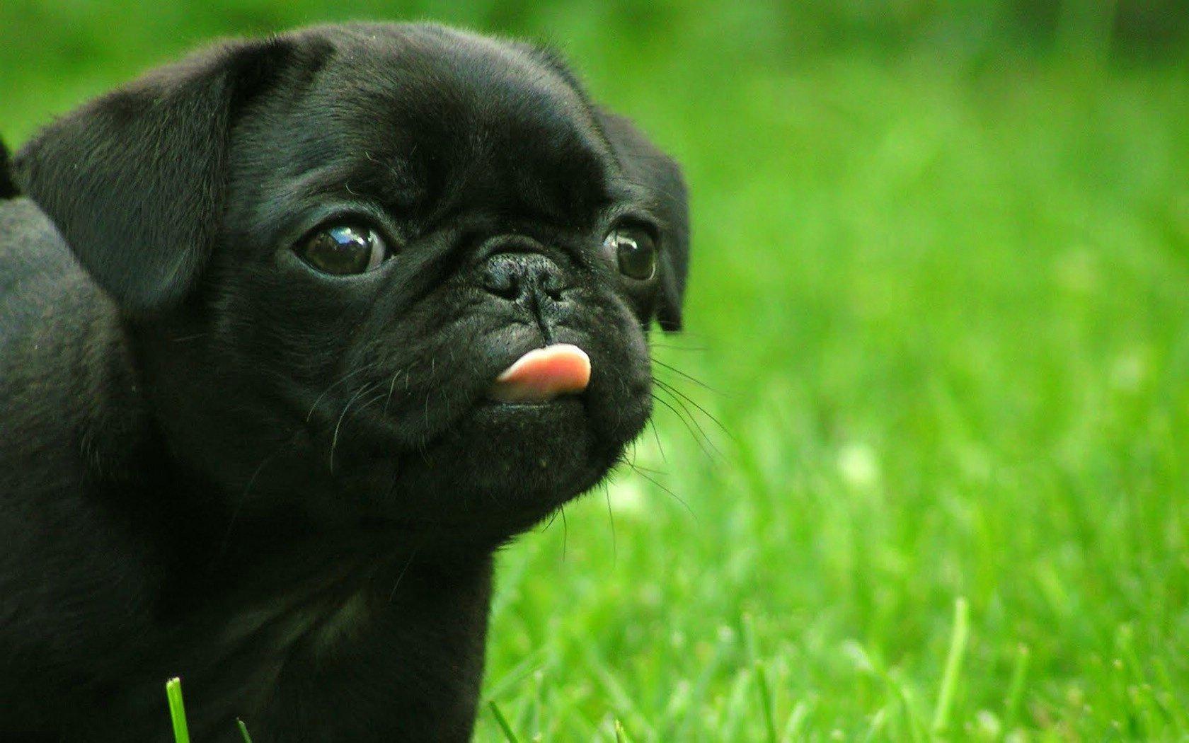 1680x1050 Pug Puppies Wallpaper (1680x1050 px, 202.19 Kb)