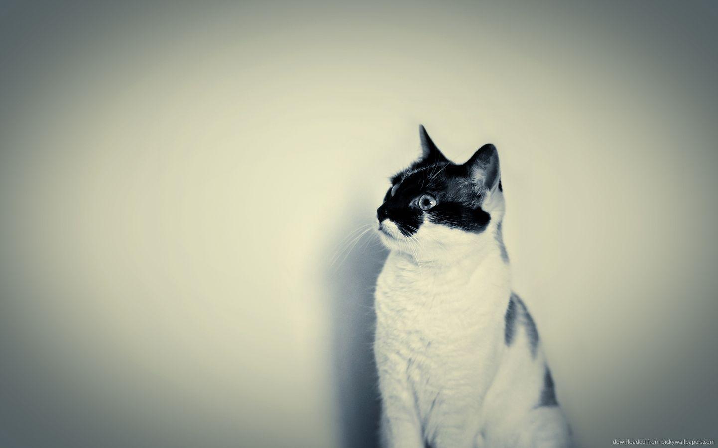 1440x900 Hipster Wallpaper