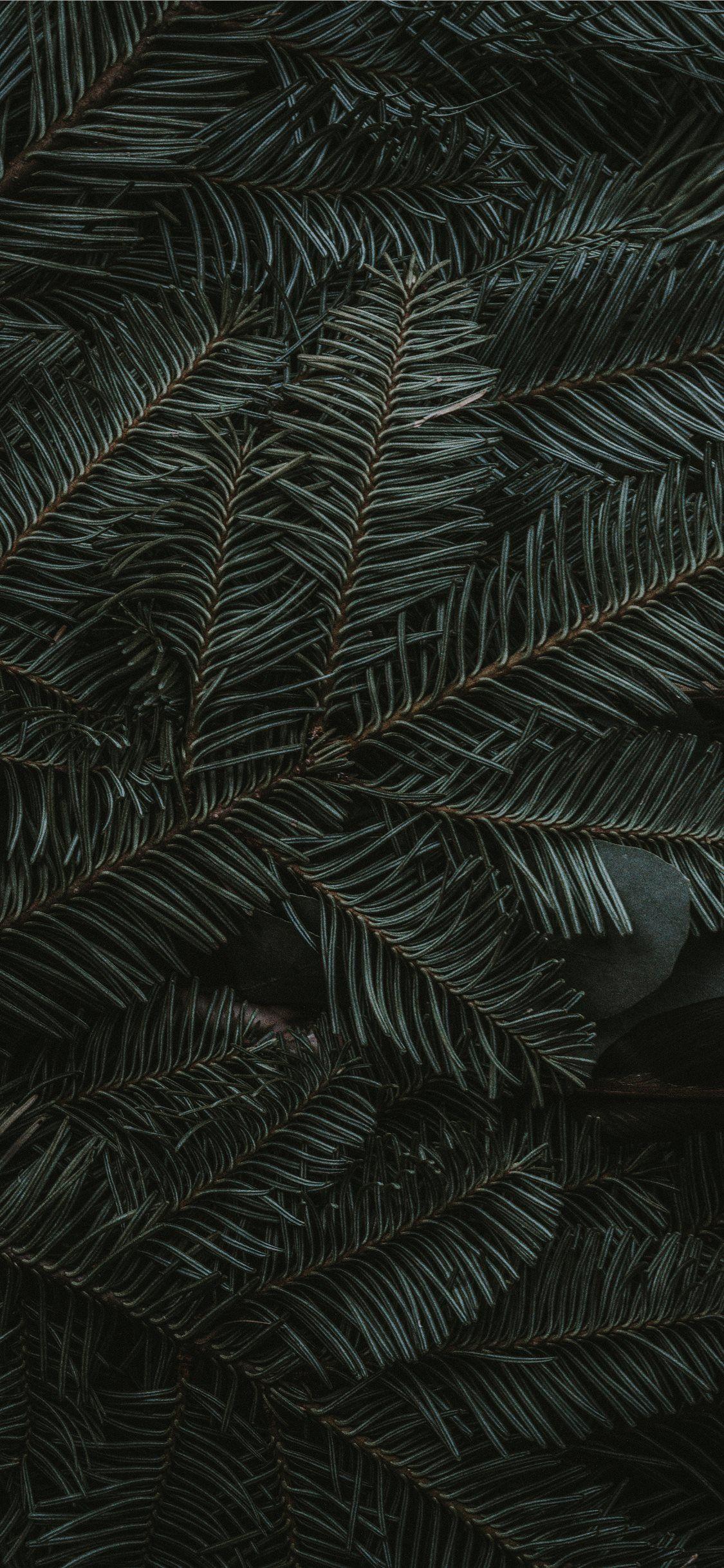 1125x2436 green pine tree leaves iPhone 11 Wallpaper Free Download