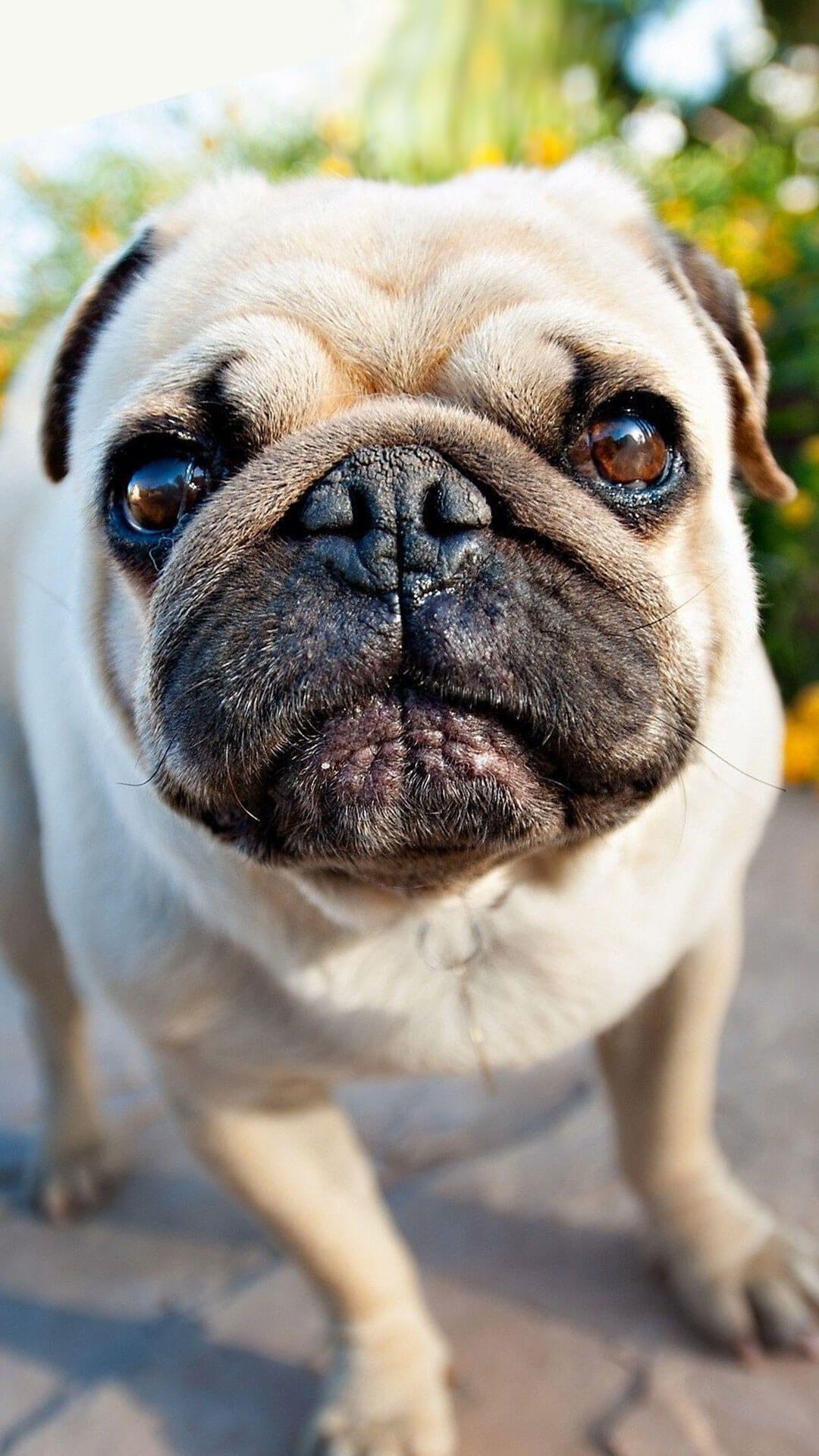 1080x1920 Cute Brown Pug Puppy iPhone Wallpaper. Pug wallpaper, Cute puppy wallpaper, Pug puppy