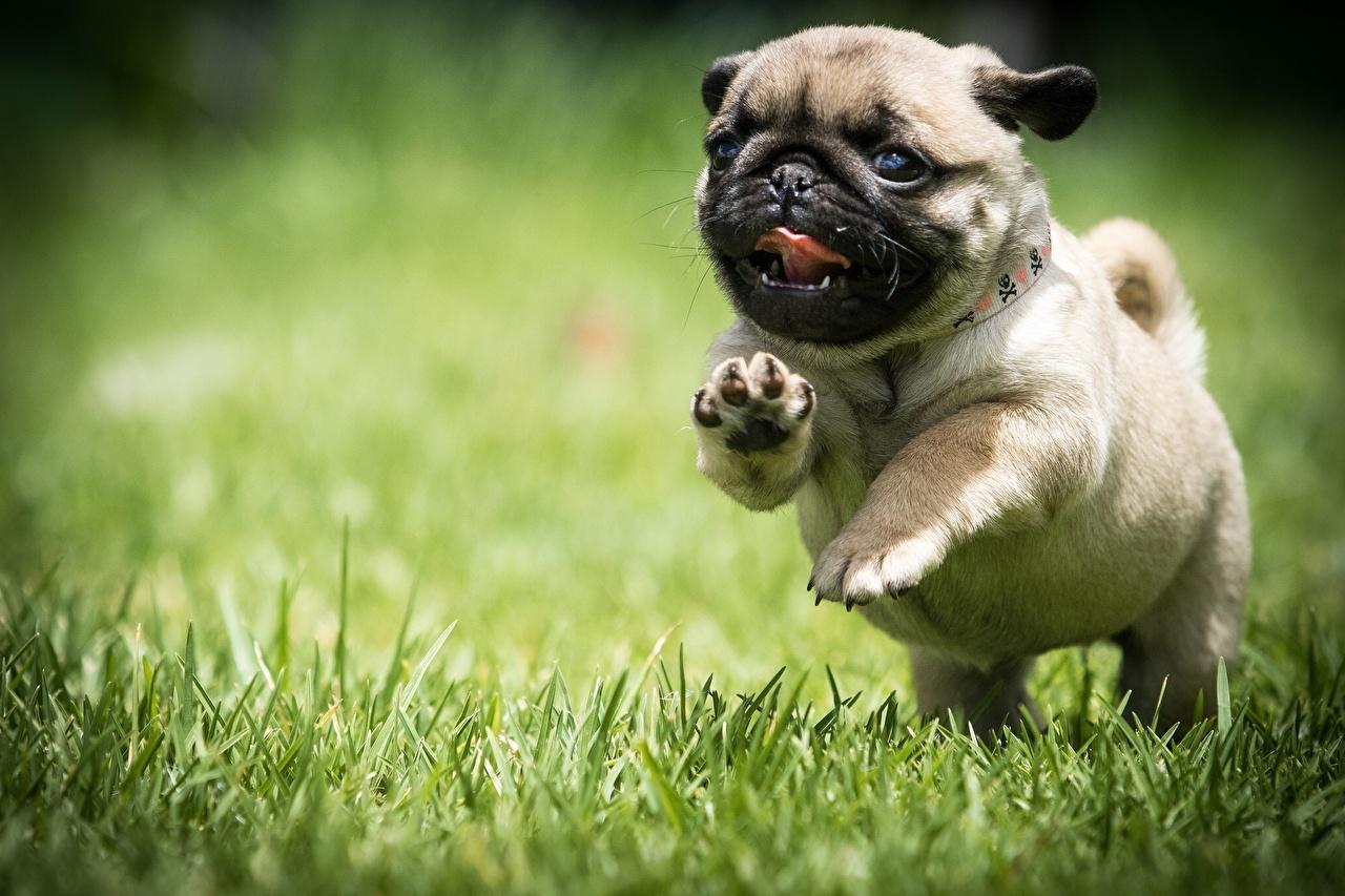 1280x853 Pug Puppies Wallpaper 1280x853 px
