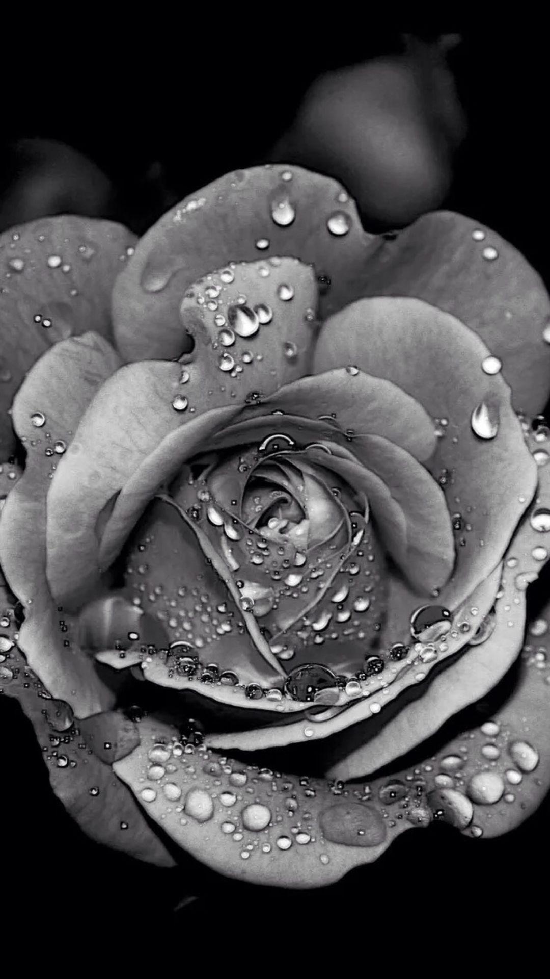 1080x1920 Grayscale Dew Rose Flower Macro iPhone 8 Wallpaper Free Download