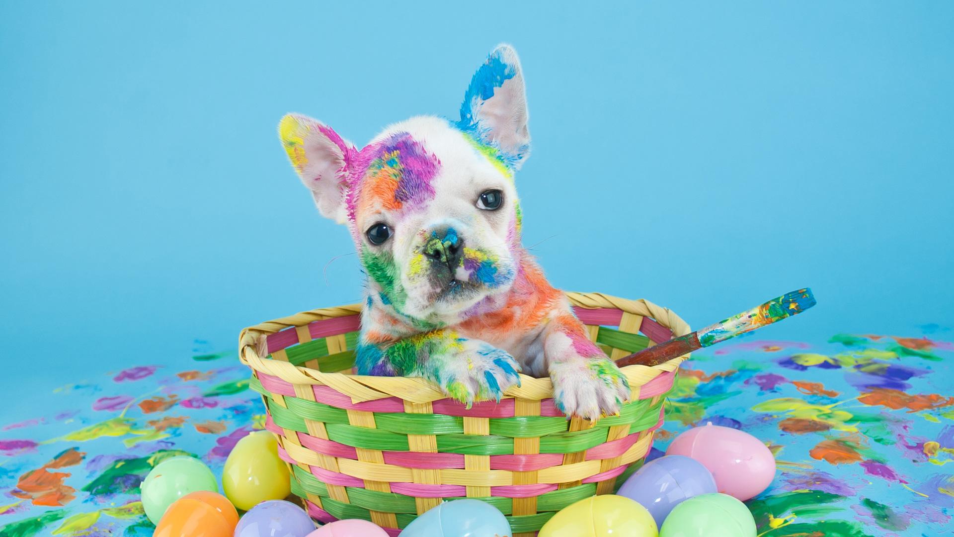 1920x1080 French Bulldog (Puppy, Multicolor, Face) Wallpaper