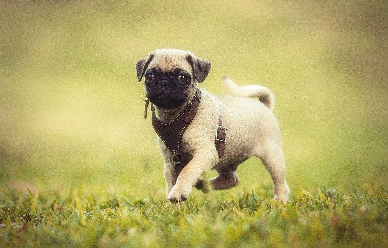1332x850 Wallpaper dog, pug, puppy image for desktop, section собаки