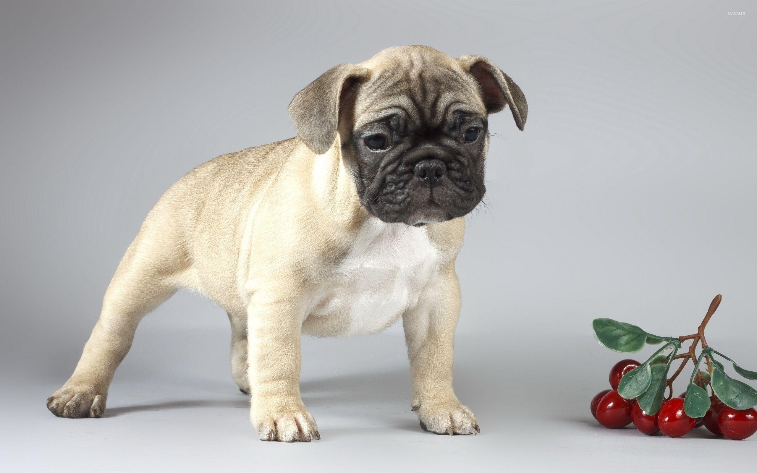 2560x1600 Cute sad pug puppy wallpaper wallpaper
