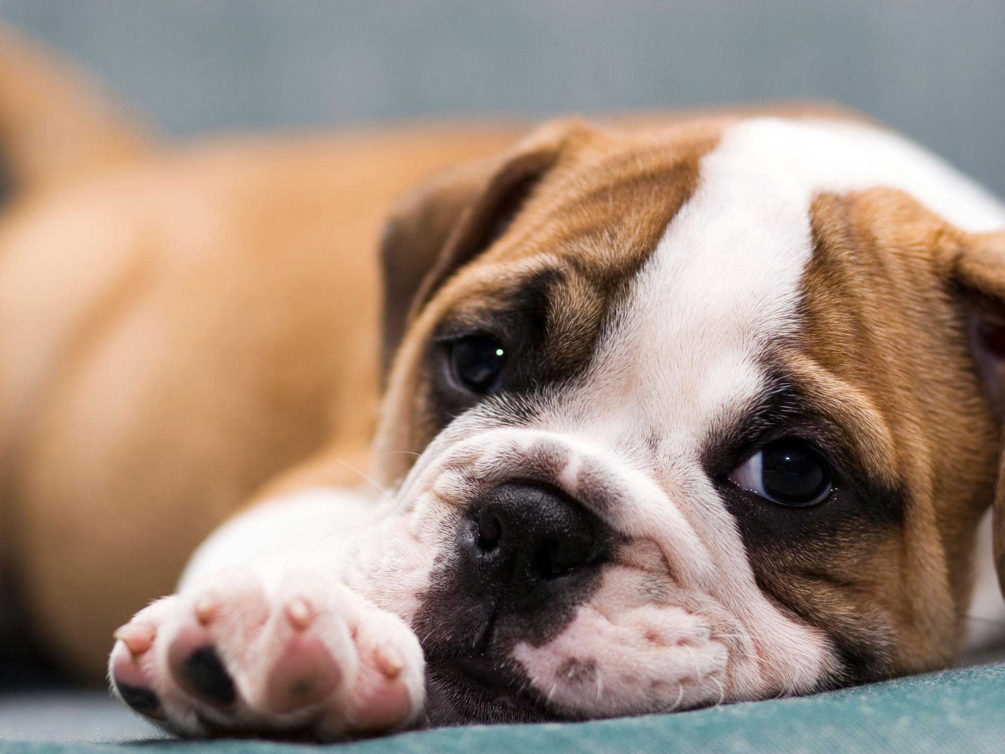 2048x1536 Puppy Wallpaper Free High Resolution