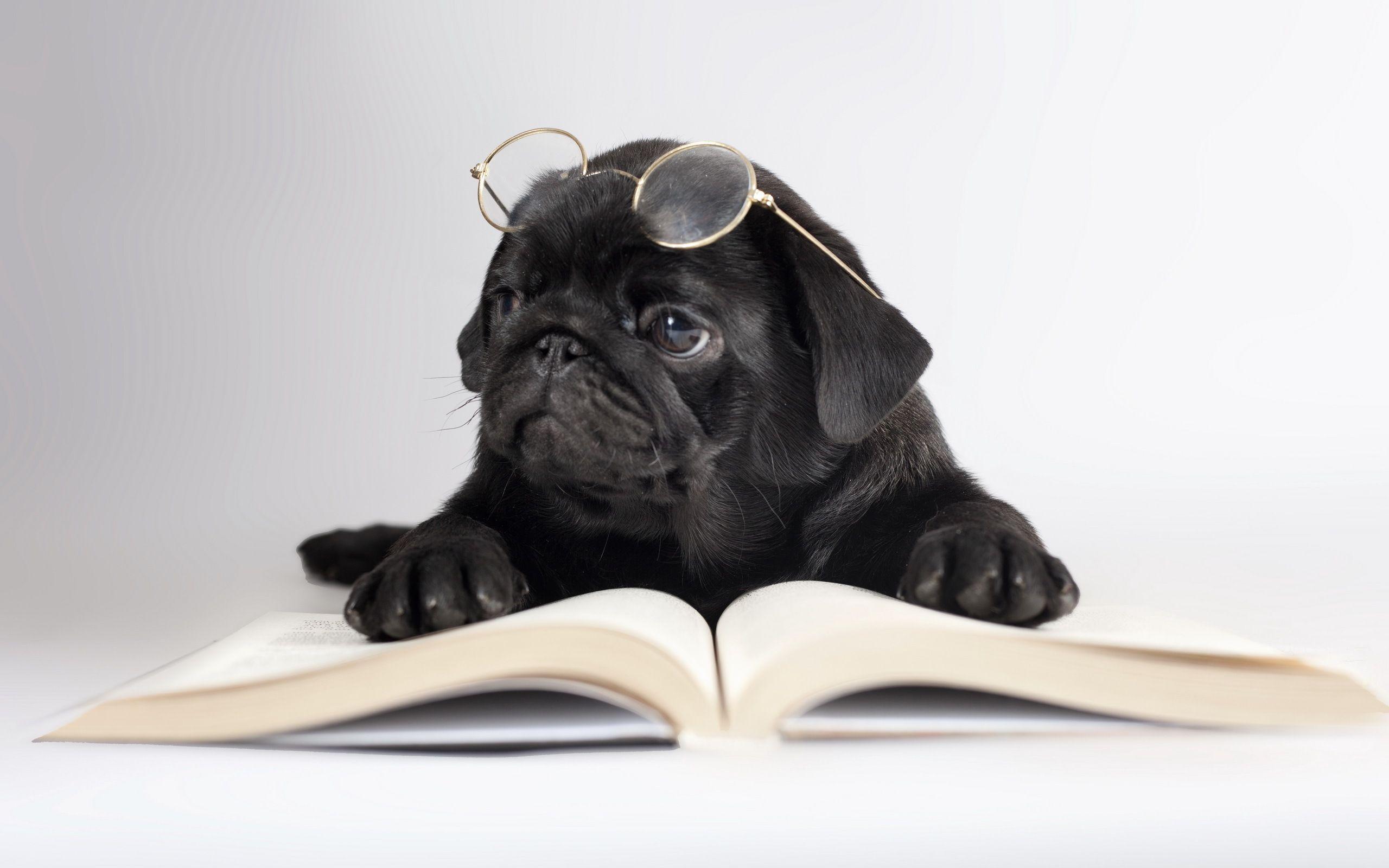 2560x1600 Dogs Black Pug Glasses Book Animals humor puppy wallpaperx1600
