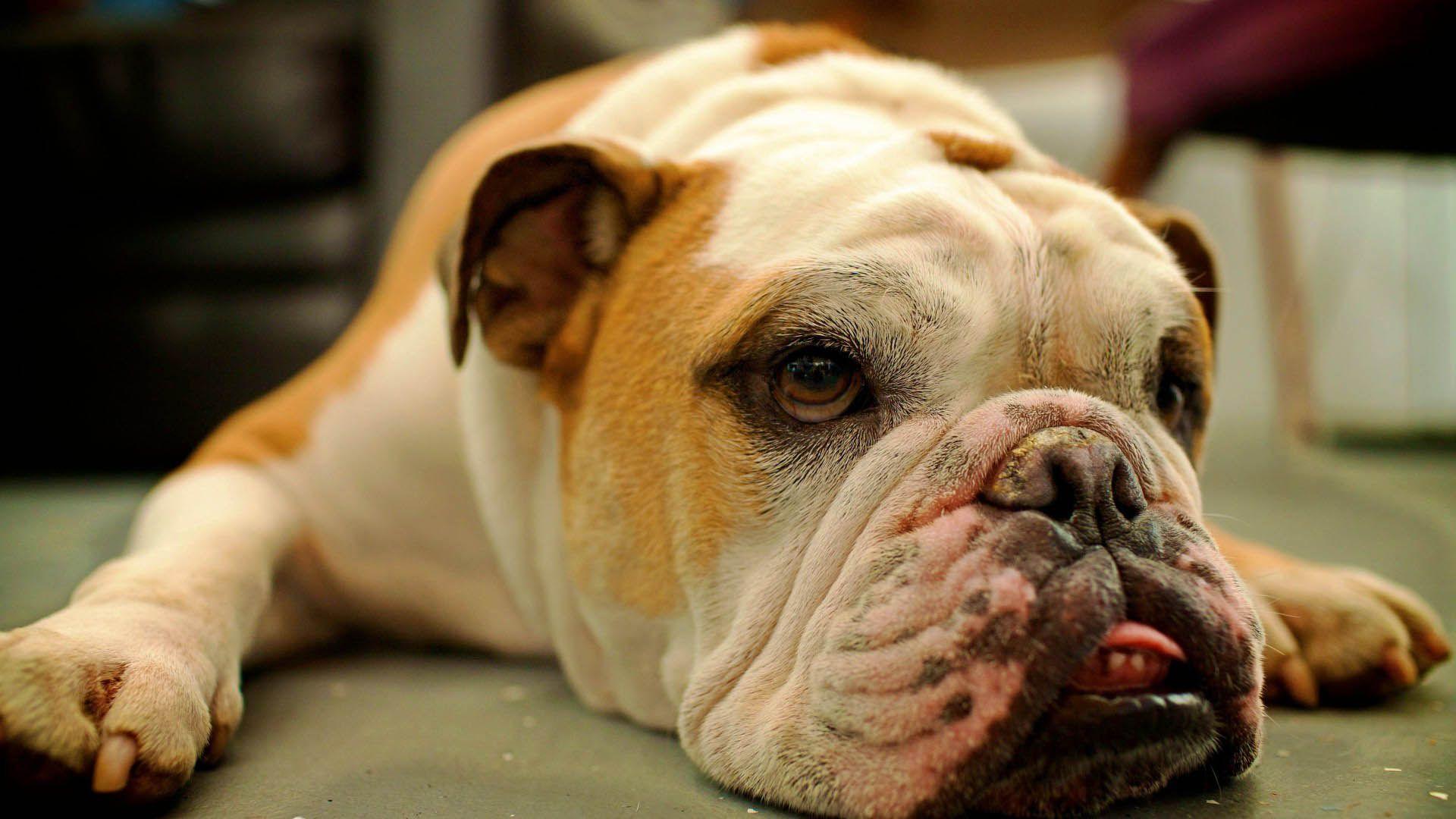 1920x1080 Download Free Bulldog Puppies Wallpaper Quotes Land