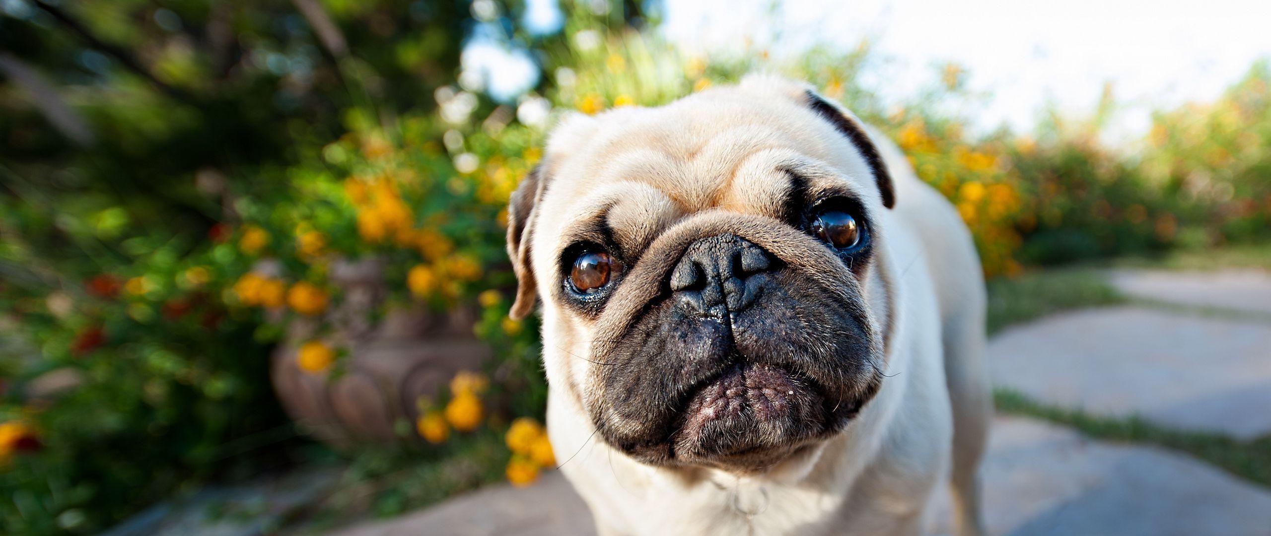 2560x1080 Download wallpaper 2560x1080 pug, face, puppy dual wide 1080p HD background