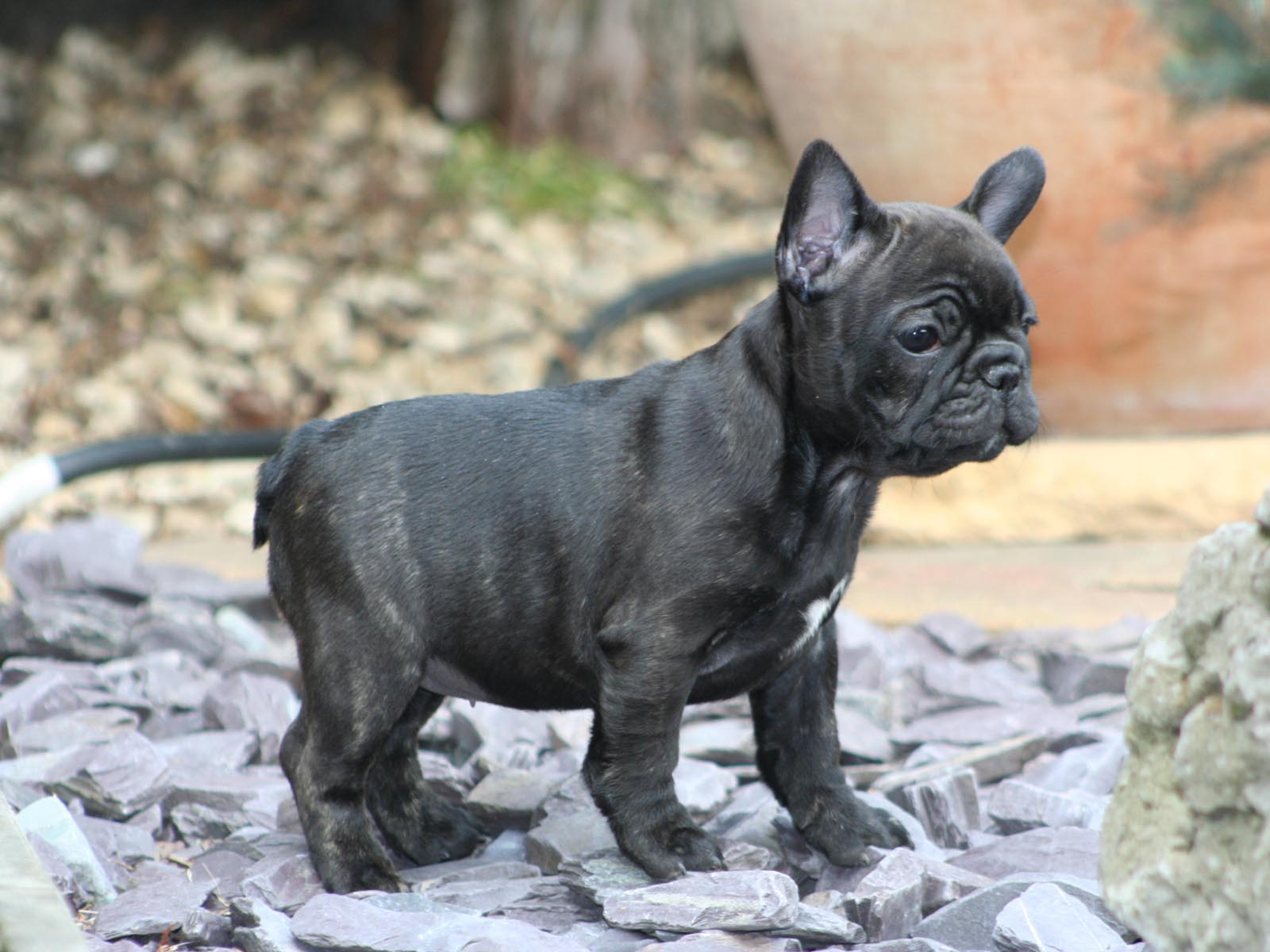 1600x1200 Frenchie Wallpaper. Frenchie Wallpaper, Frenchie Background and Grease Frenchie Wallpaper