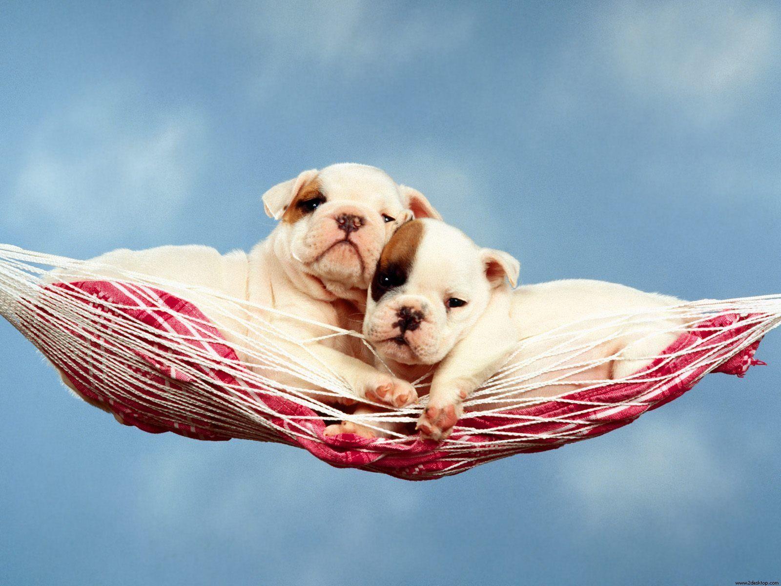 1600x1200 Animals Wallpaper: HD English Bulldog Puppies Wallpaper