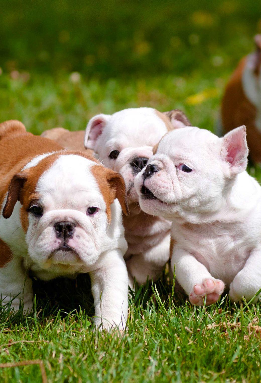 1040x1526 English Bulldog Puppies Wallpaper for iPhone Pro Max, X, 6