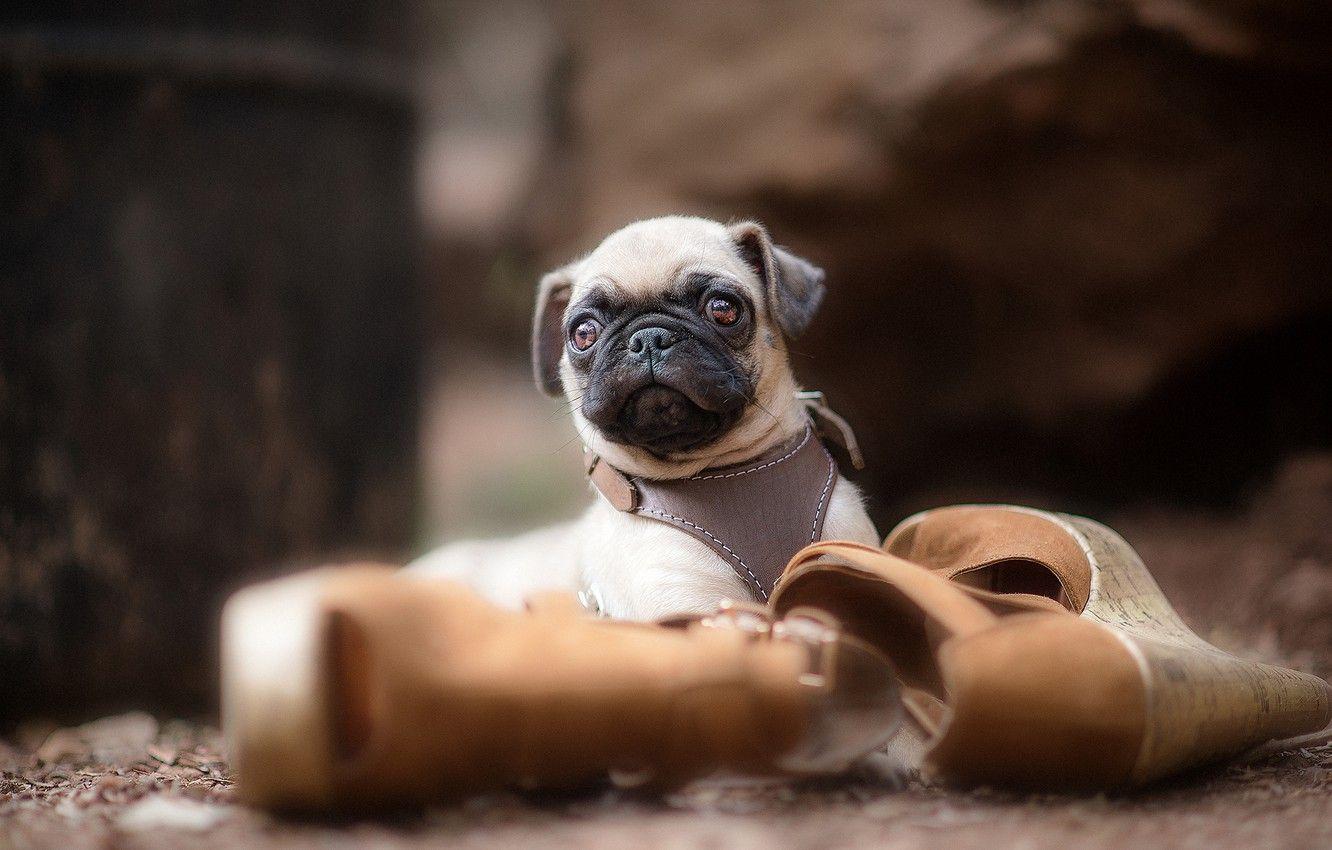 1332x850 Wallpaper dog, shoes, pug, puppy image for desktop, section собаки