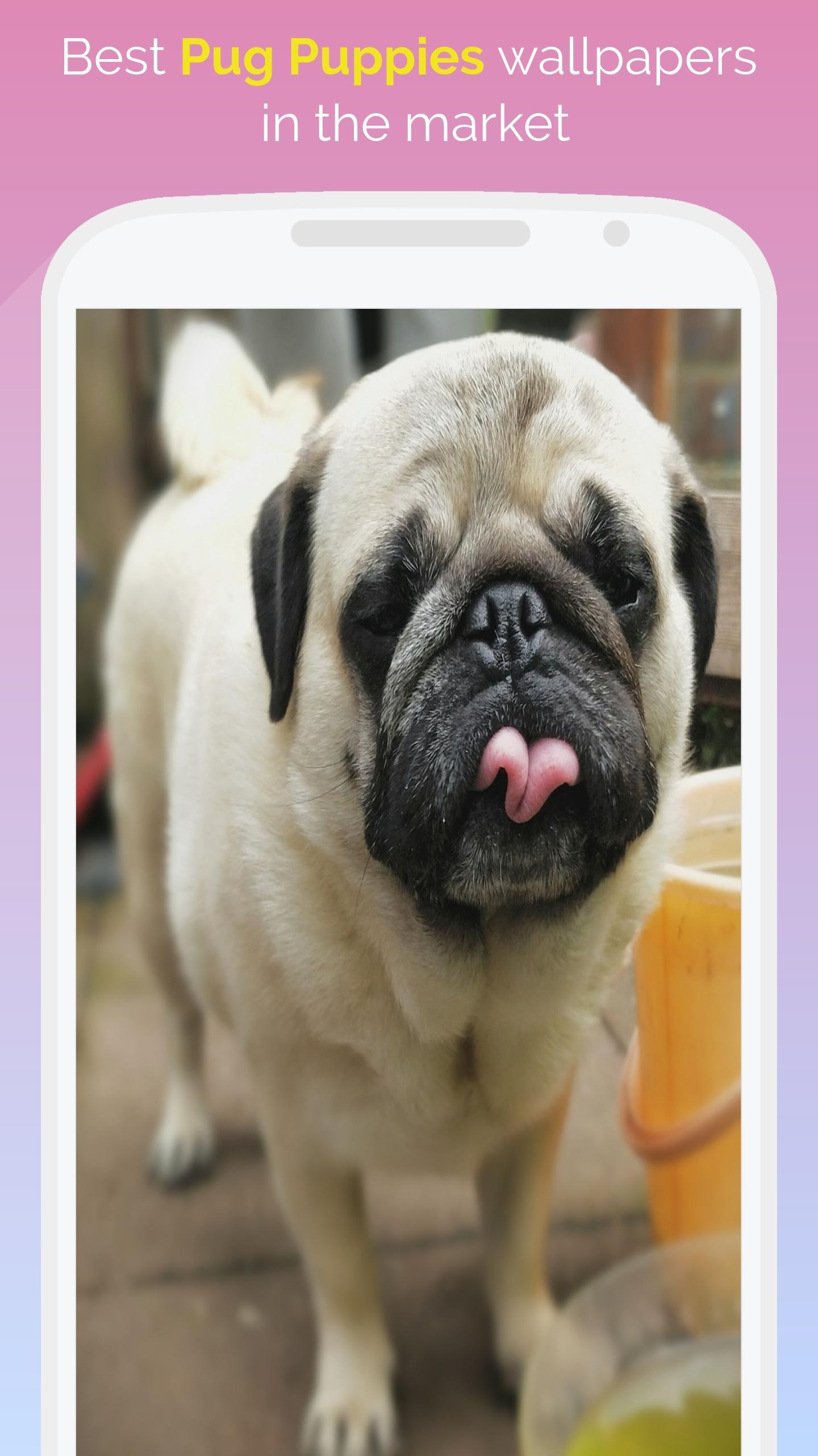 1440x2560 Pug puppies HD wallpaper for free for Android