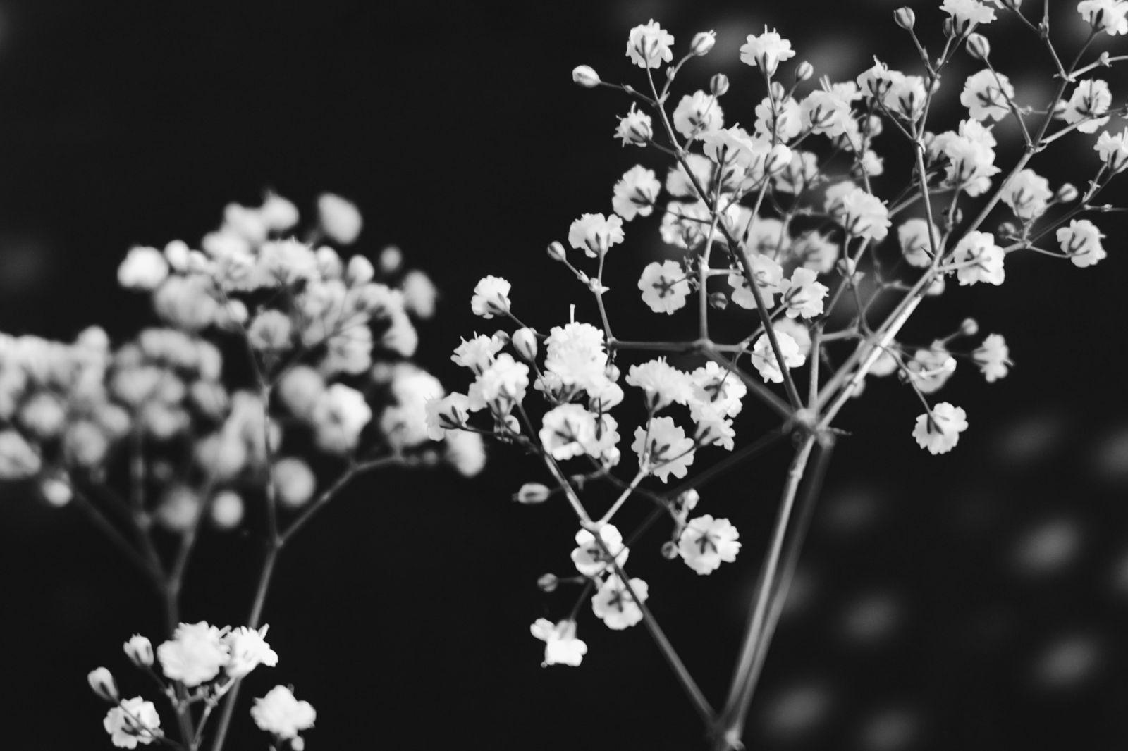 1600x1066 Black And White Flowers Wallpaper.com. Best High Quality Wallpaper