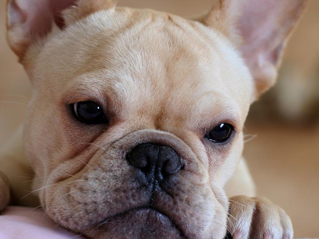 1024x768 French Bulldog Puppies Wallpaper Bulldog Puppies HD Wallpaper