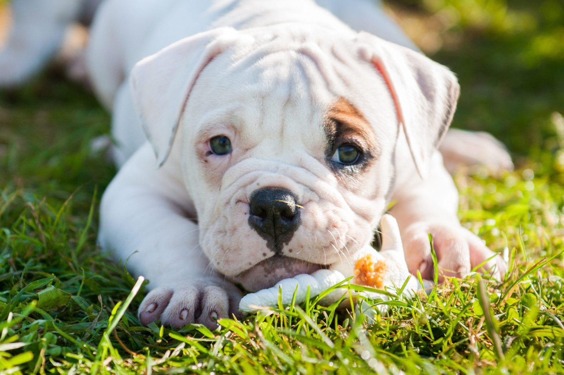 1920x1275 My American Bulldog HD New Tab