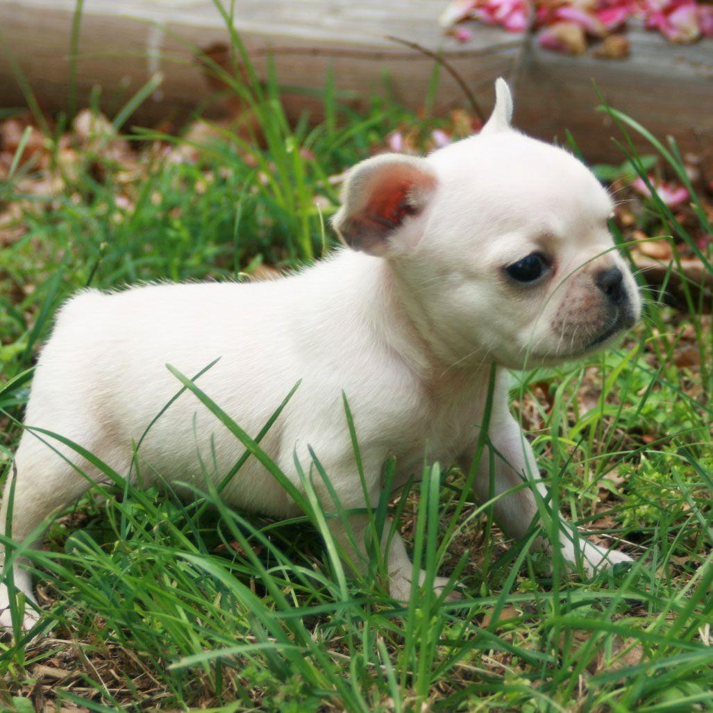 1027x1027 French Bulldog puppy photo and wallpaper. Beautiful French Bulldog puppy picture