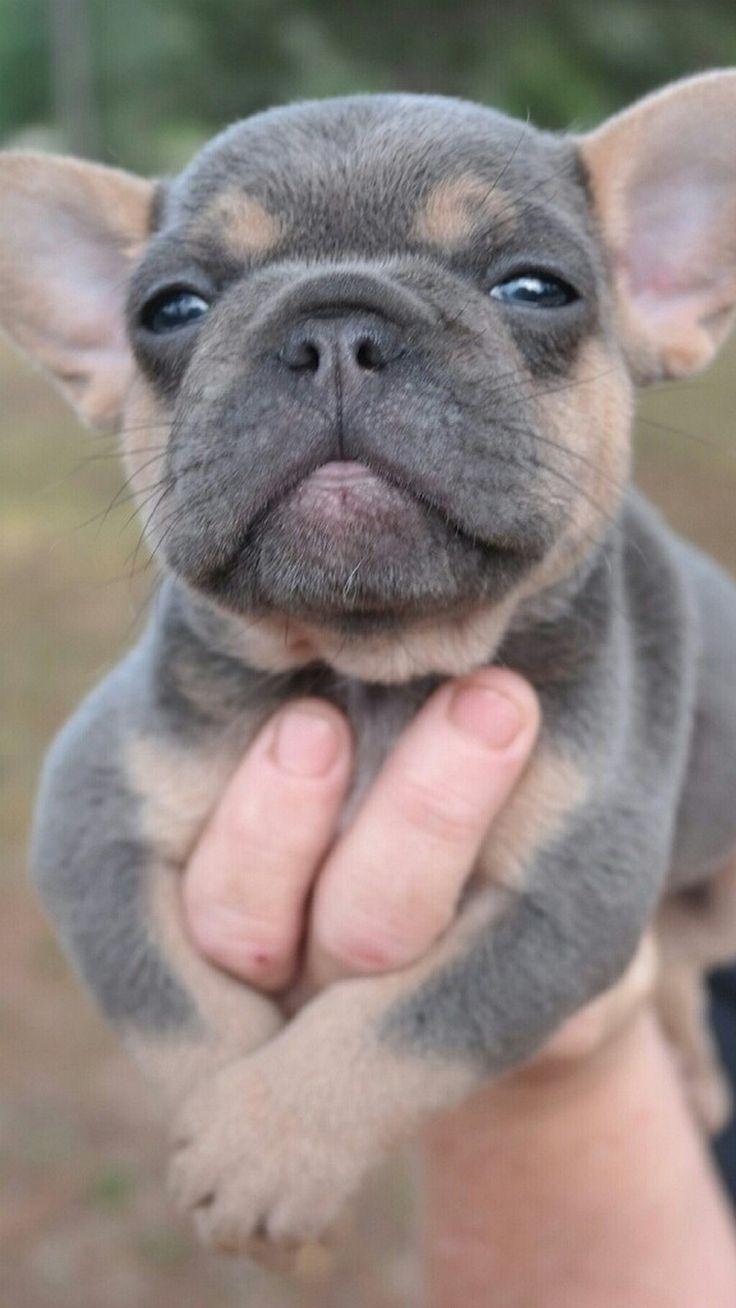 736x1308 French Bulldog, lovable! Pet Wallpaper For iPhone iPhone Wallpaper Mobile Wallpaper