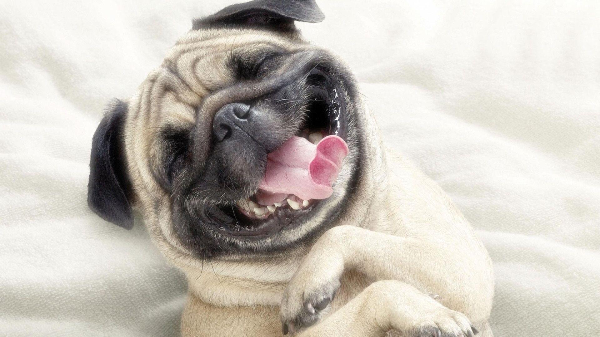 1920x1080 Cute Pug Puppies Wallpaper