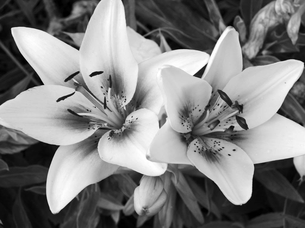 1024x768 Black and White Flowers wallpaperx768