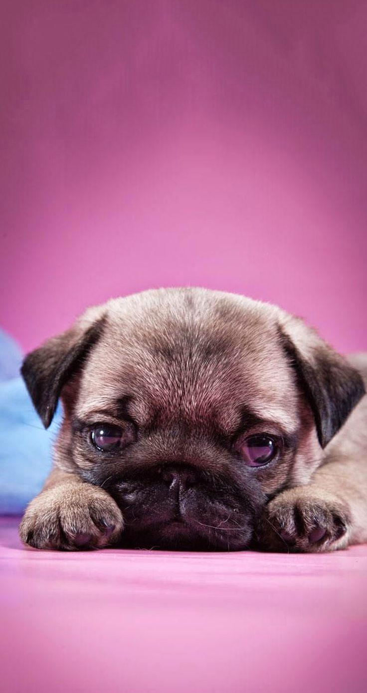 736x1389 Puppy wallpaper dogs animals wallpaper for free download about. Dog wallpaper, Cute pugs, Dog wallpaper iphone